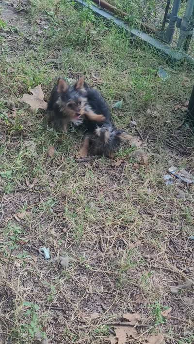 Loki, a male Yorkshire Terrier for sale in Marmaduke, AR – 2 of 5