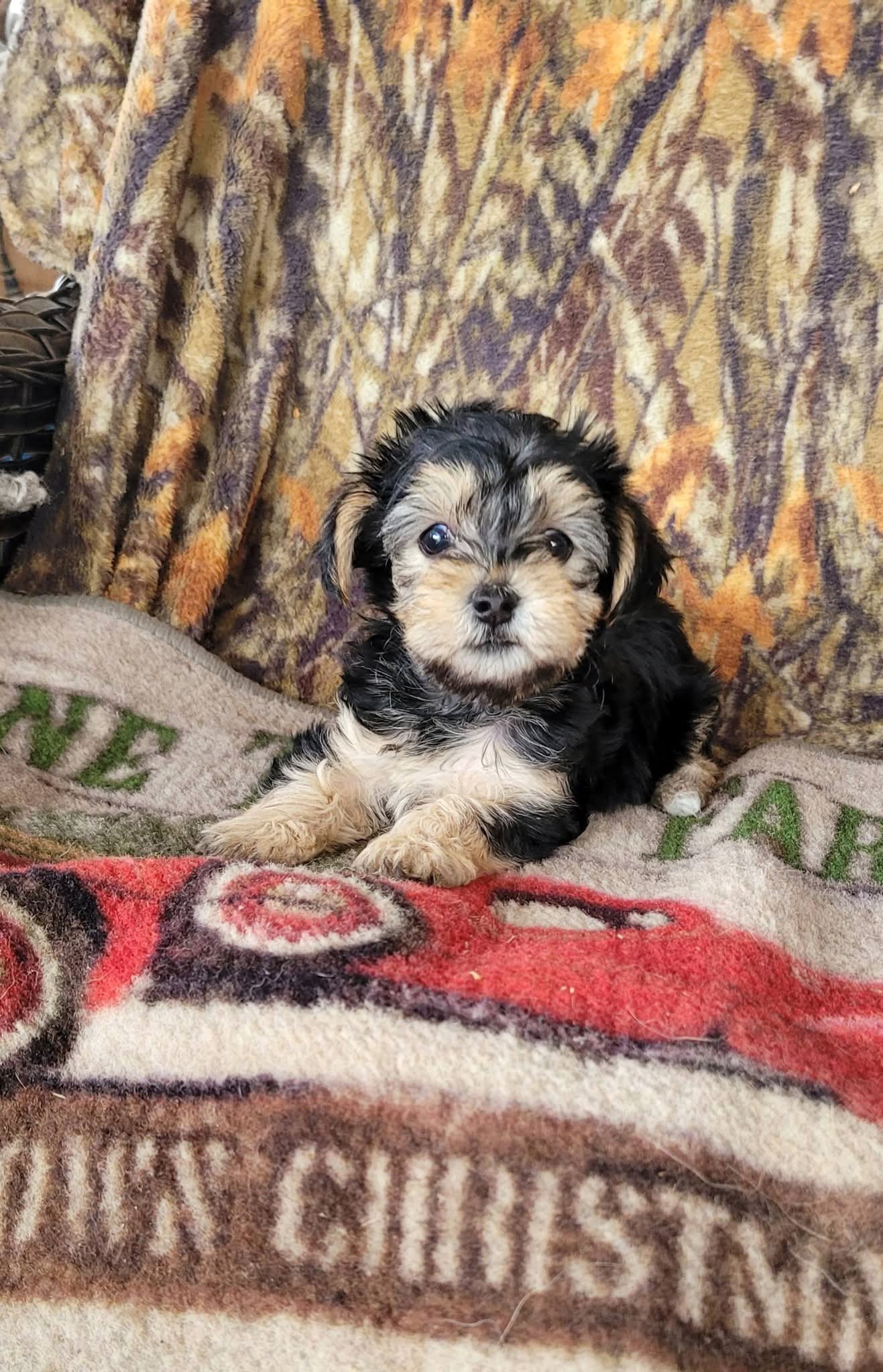 Simone-CKC – Yorkipoo puppy for sale in Marmaduke, AR