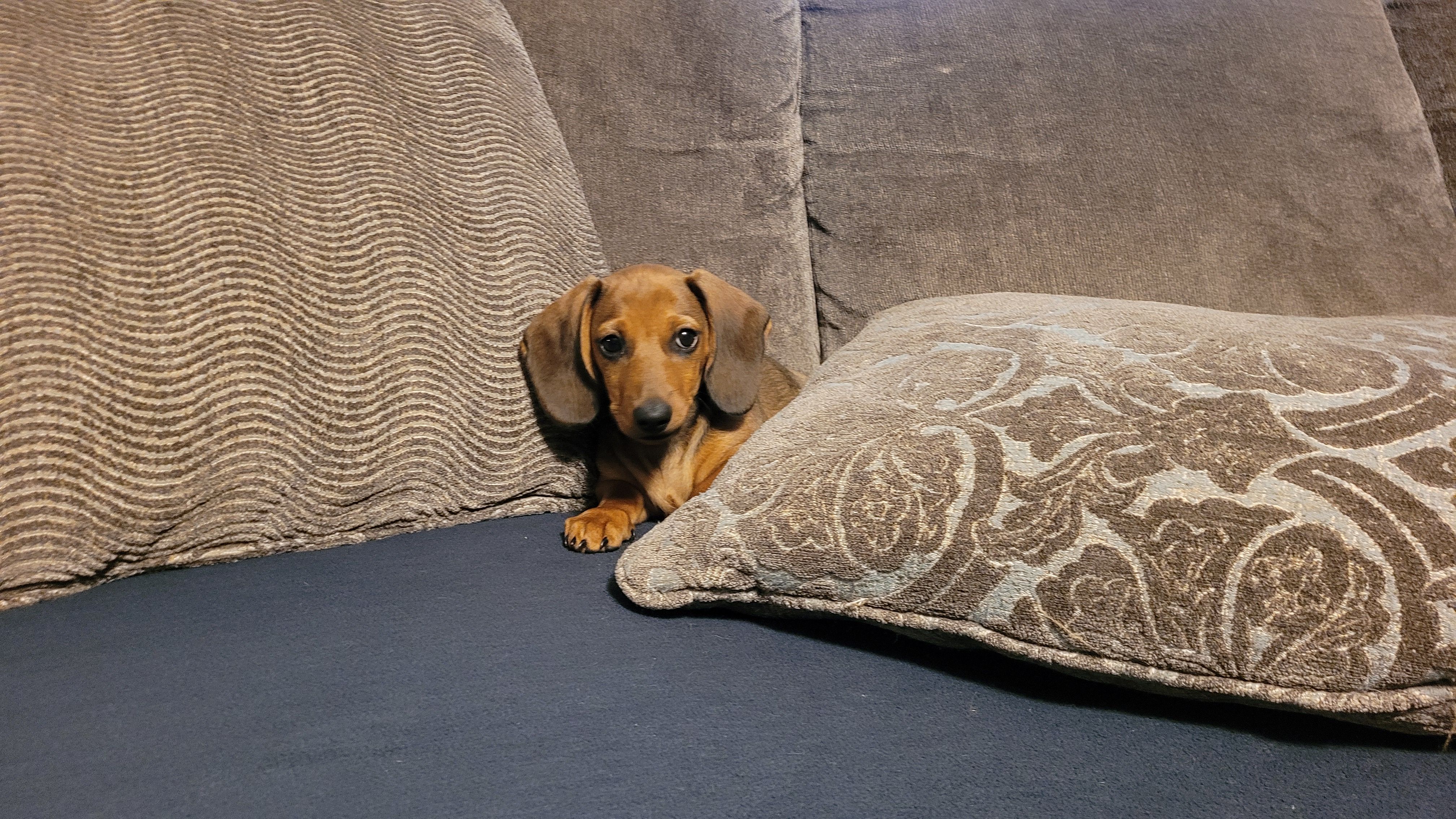 Gordon aka Buddy – Miniature Dachshund puppy for sale in Marmaduke, AR