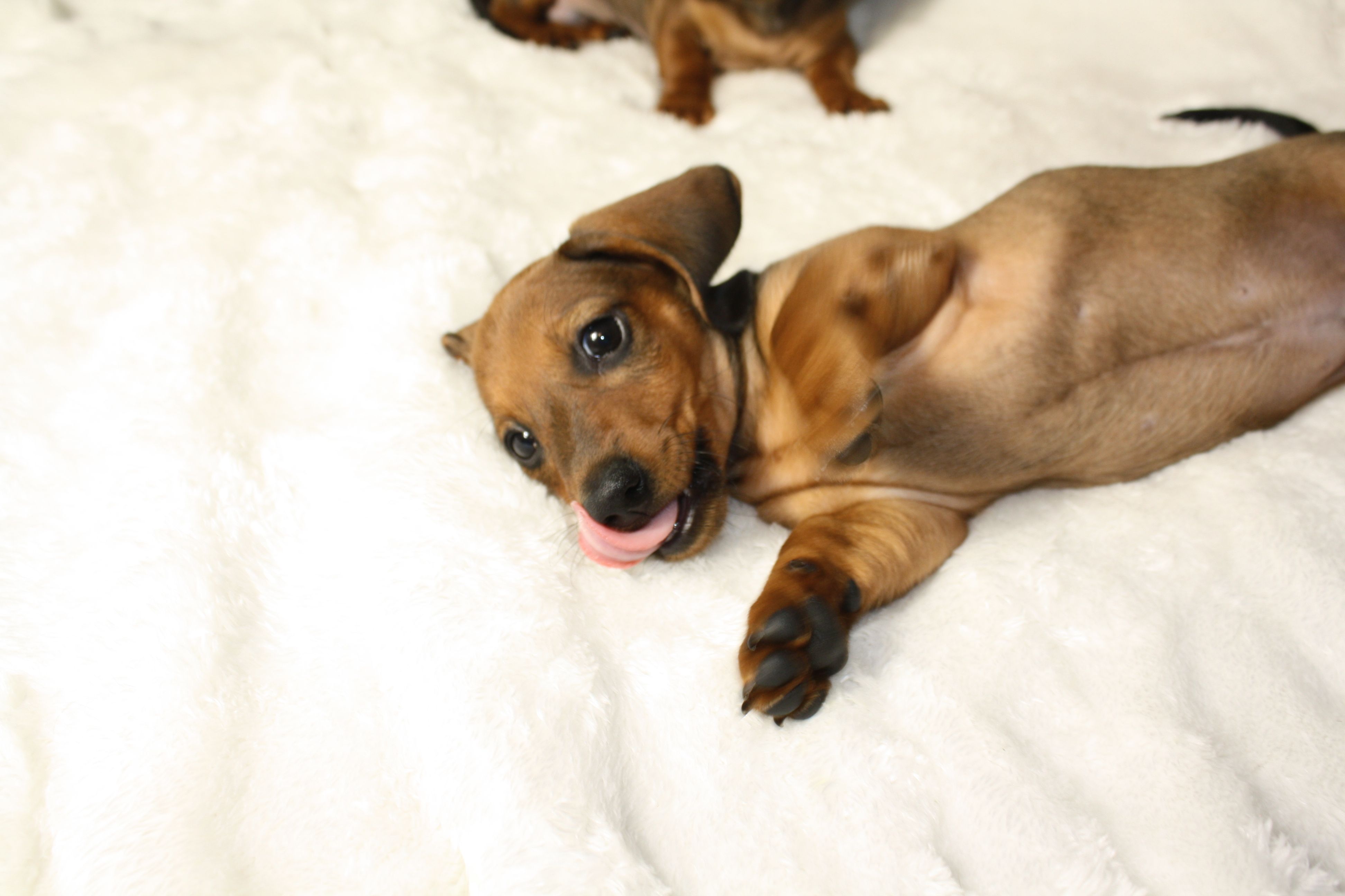 Gordon – Miniature Dachshund puppy for sale in Marmaduke, AR