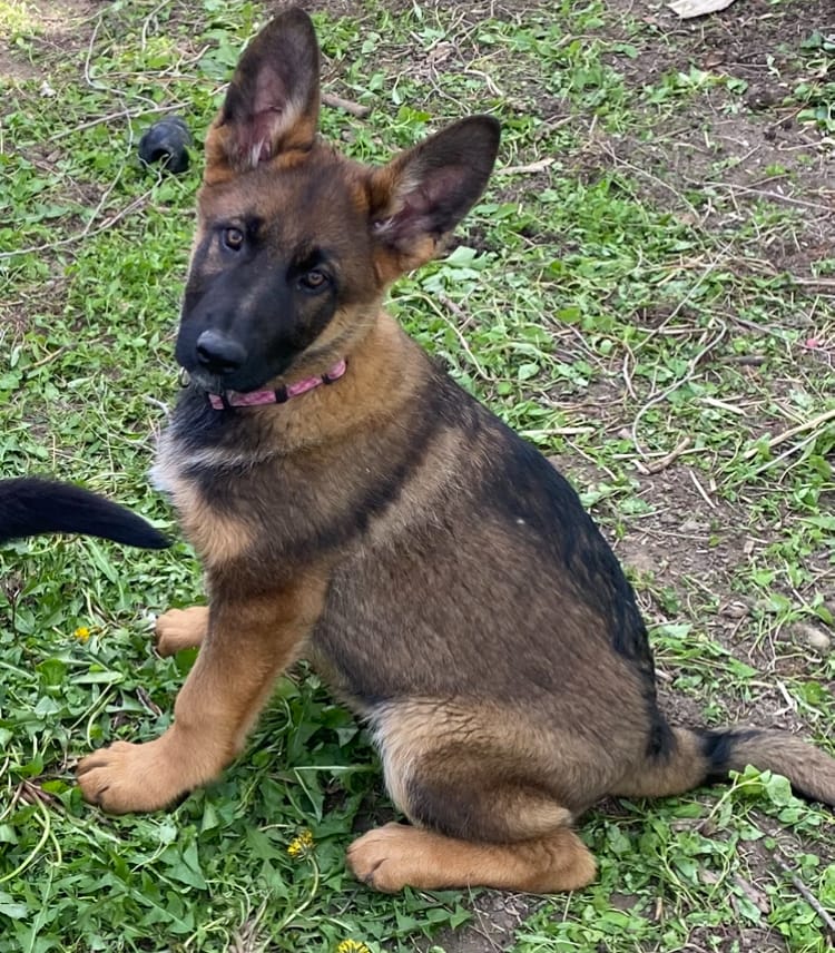 Sable male – German Shepherd Dog puppy for sale in Coleta, IL