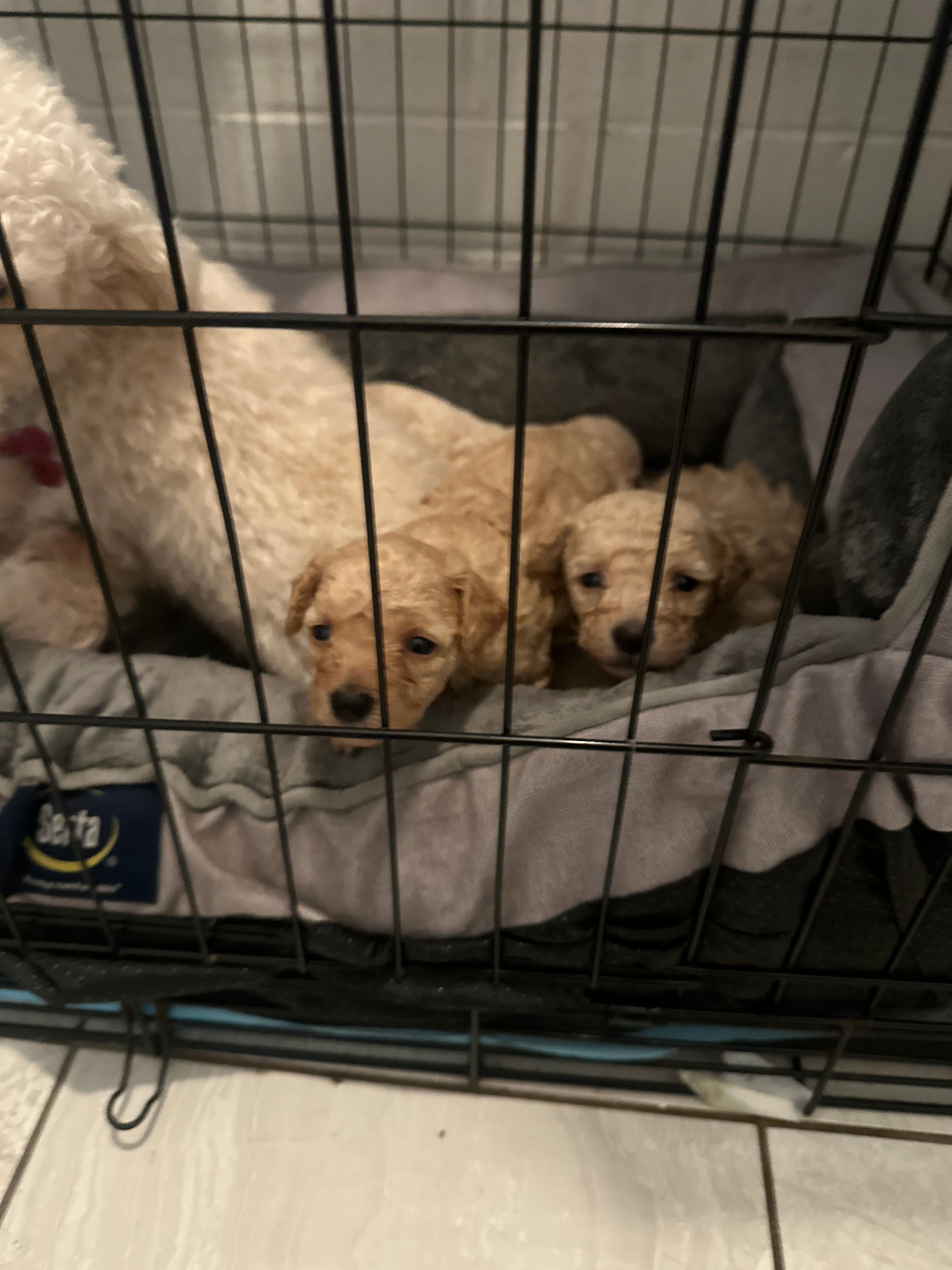 Toy maltipo – Poodle - Toy  puppy for sale in Los Angeles, CA