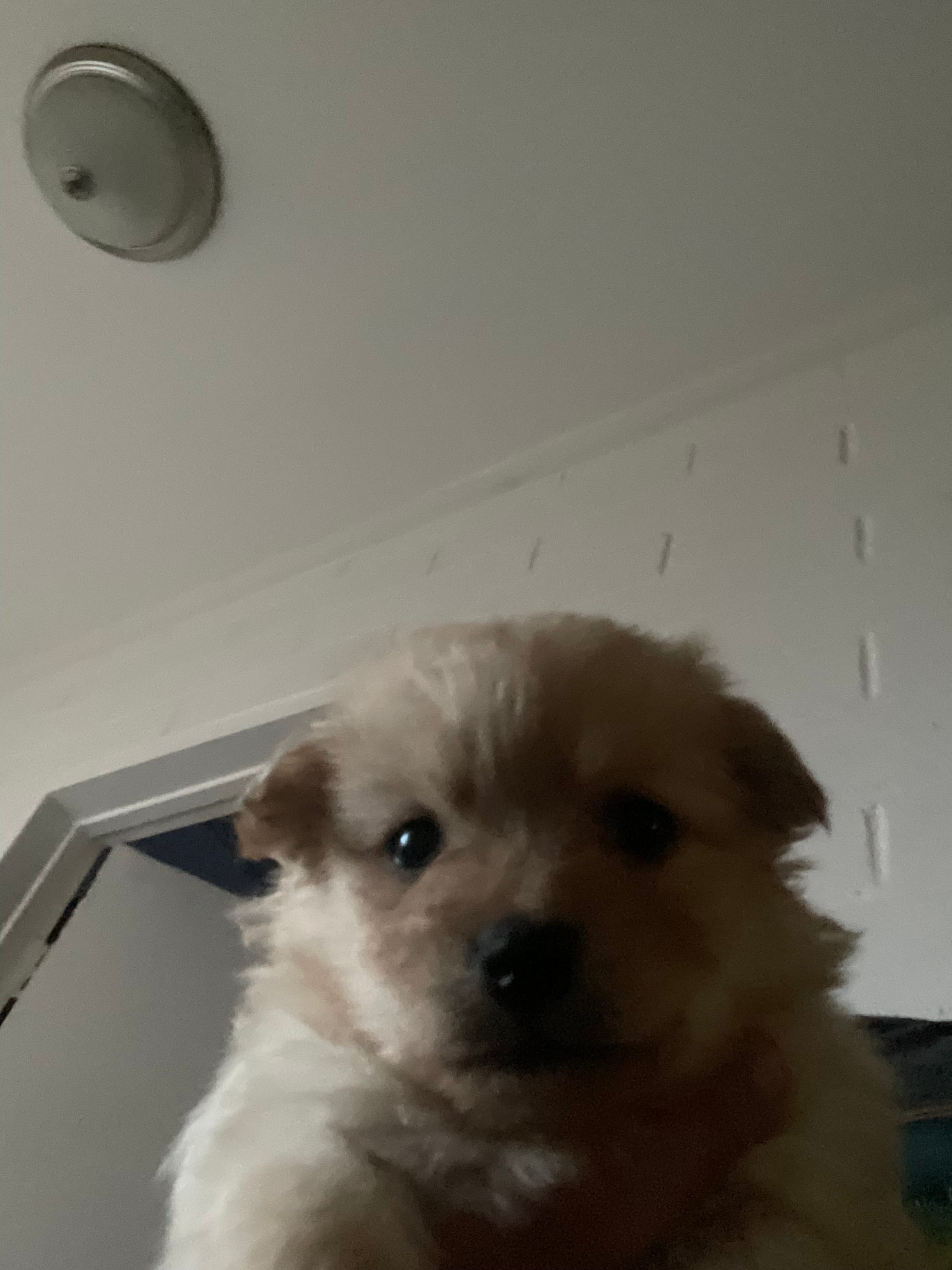 Pomapoo – Pomapoo puppy for sale in Los Angeles, CA