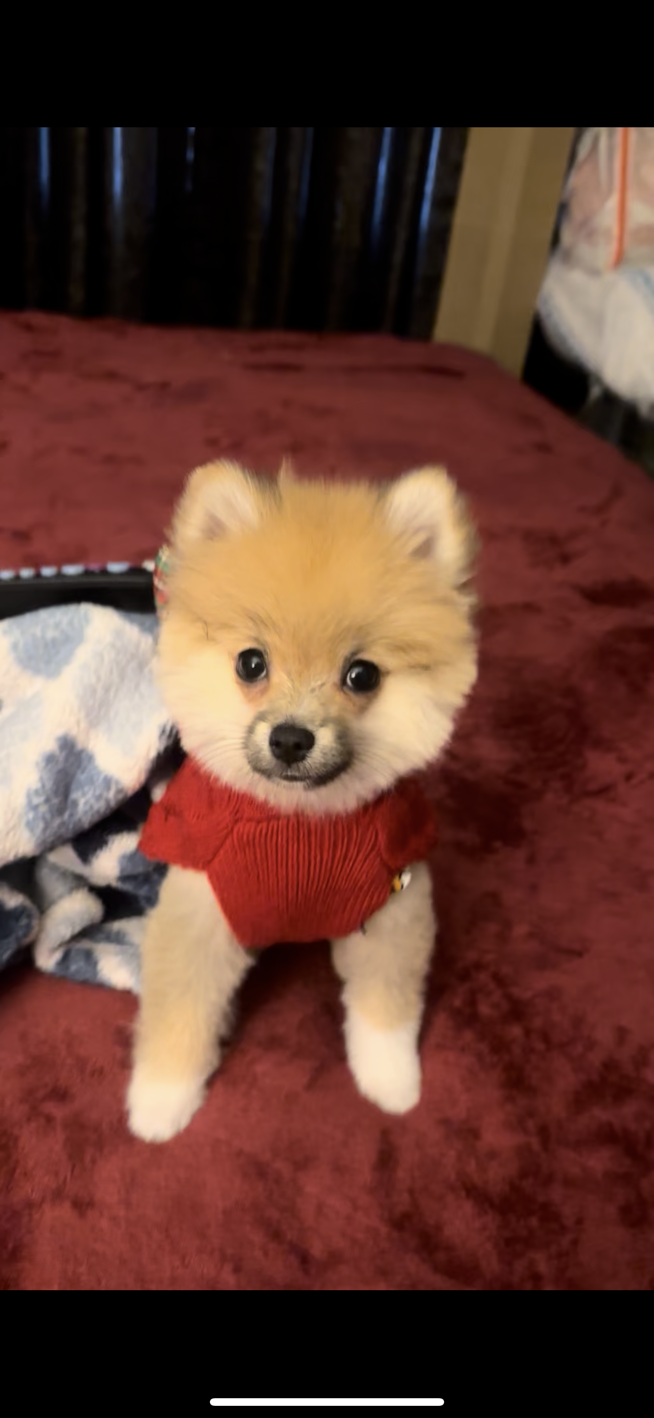 Pomeriam – Pomeranian puppy for sale in Los Angeles, CA