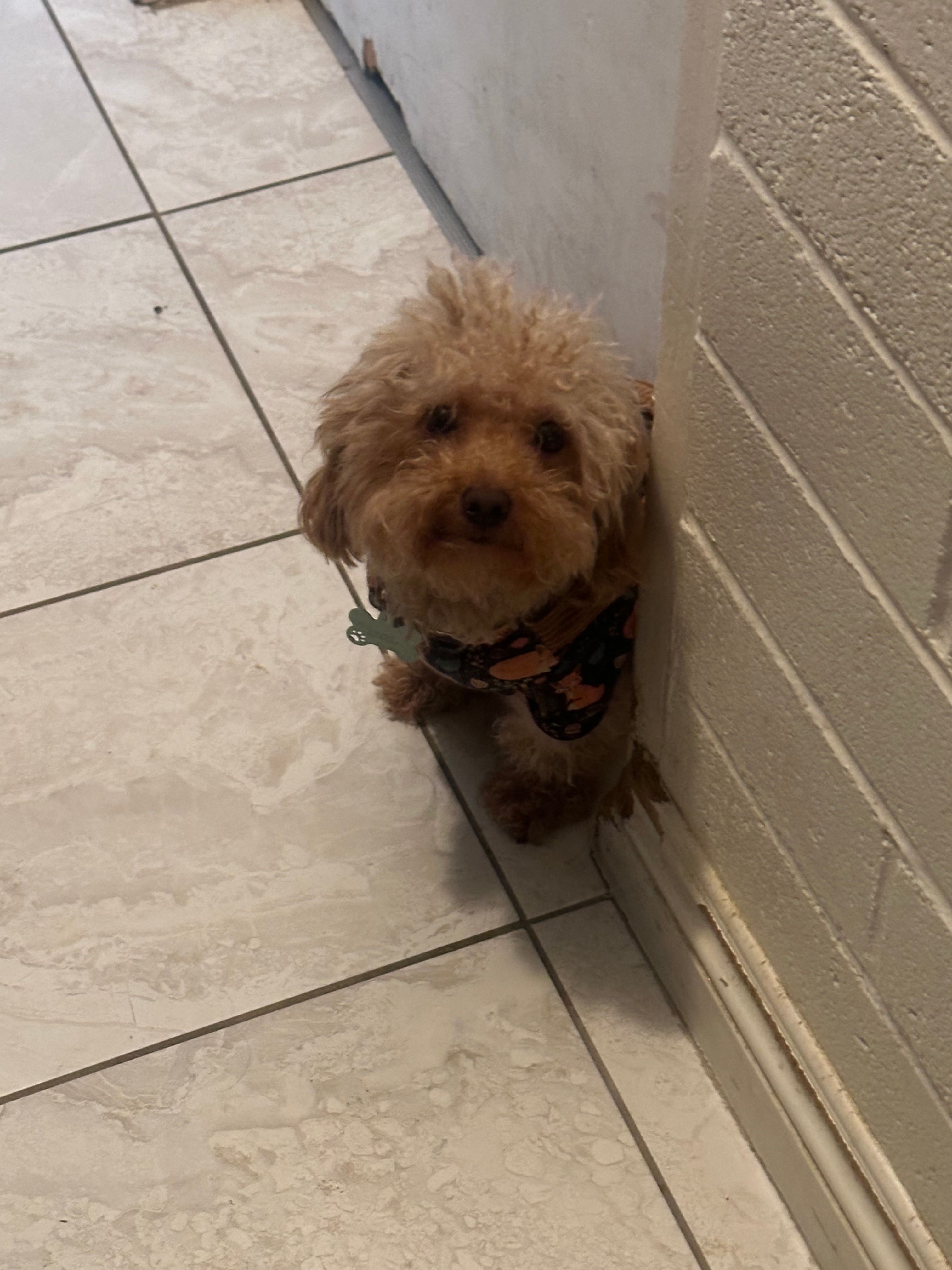 Toy maltipoo – Maltipoo puppy for sale in Los Angeles, CA