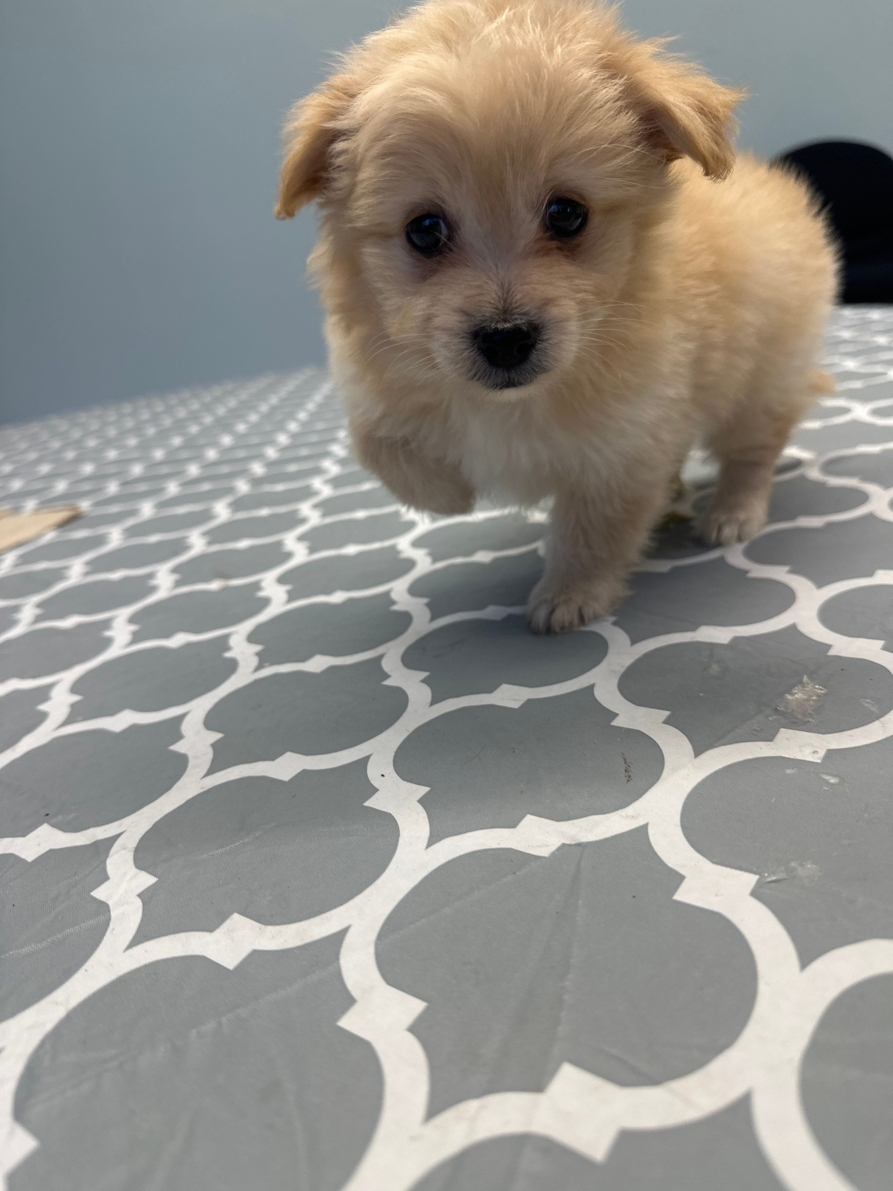 Pomapoo – Pomapoo puppy for sale in Los Angeles, CA