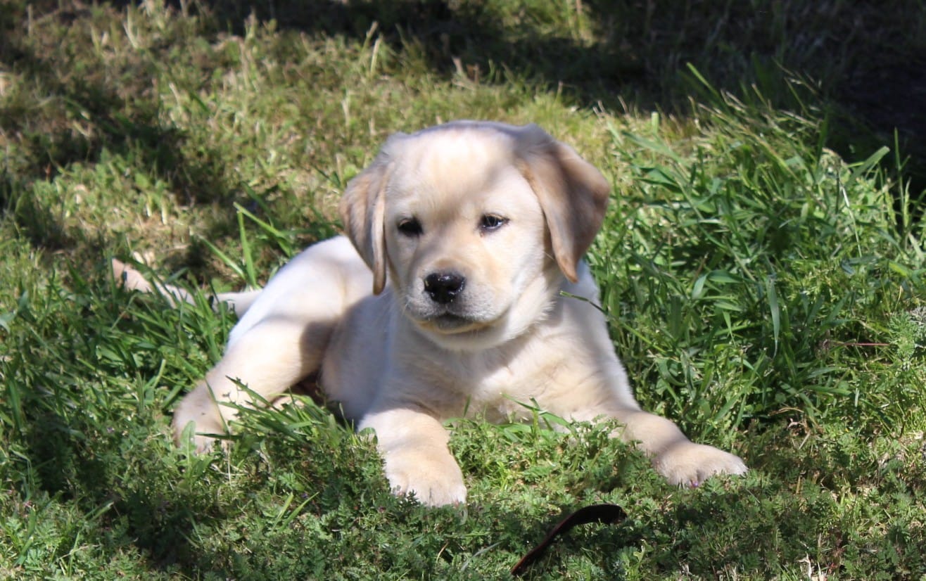 Bilbo – Labrador Retriever puppy for sale in Anza, CA