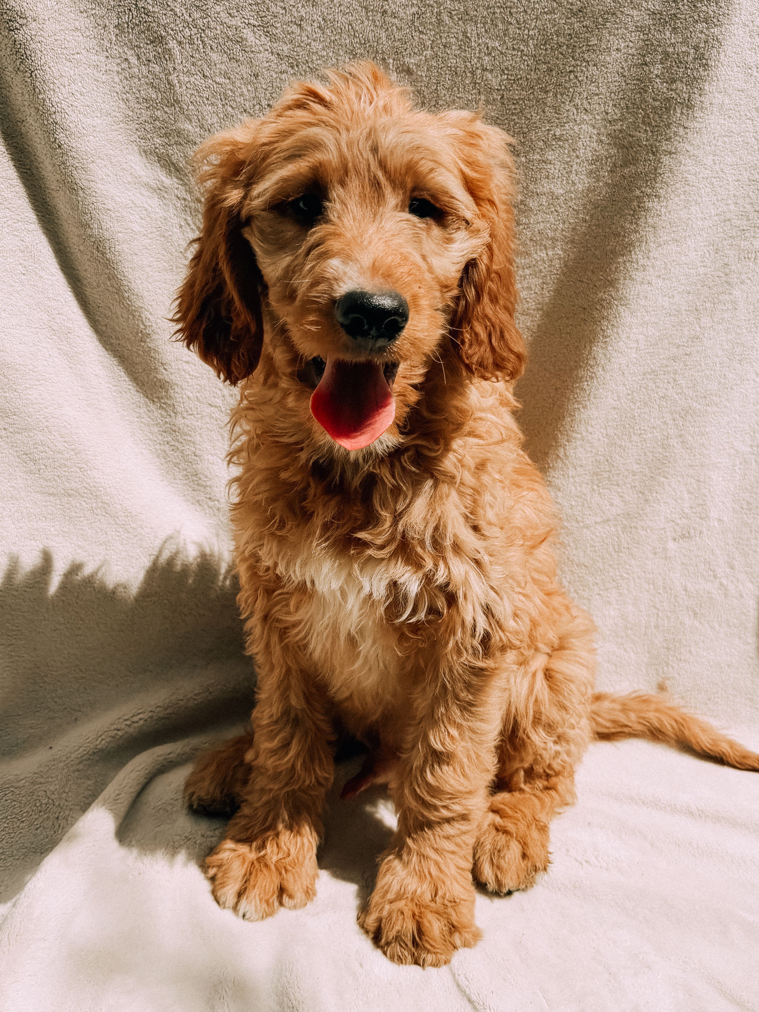 Monty – Goldendoodle puppy for sale in Batesville, AR