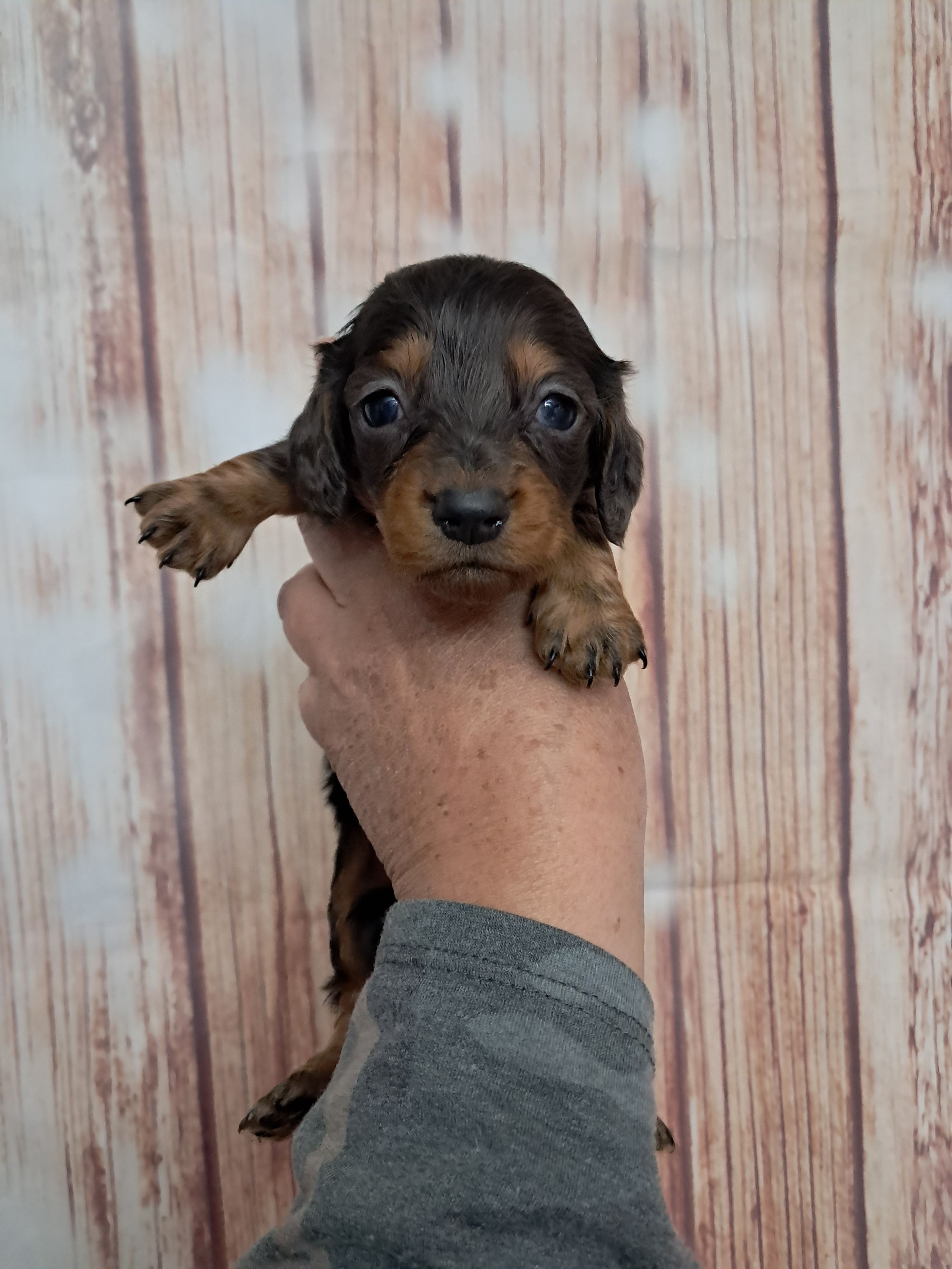 Piper – Miniature Dachshund puppy for sale in Durand, IL