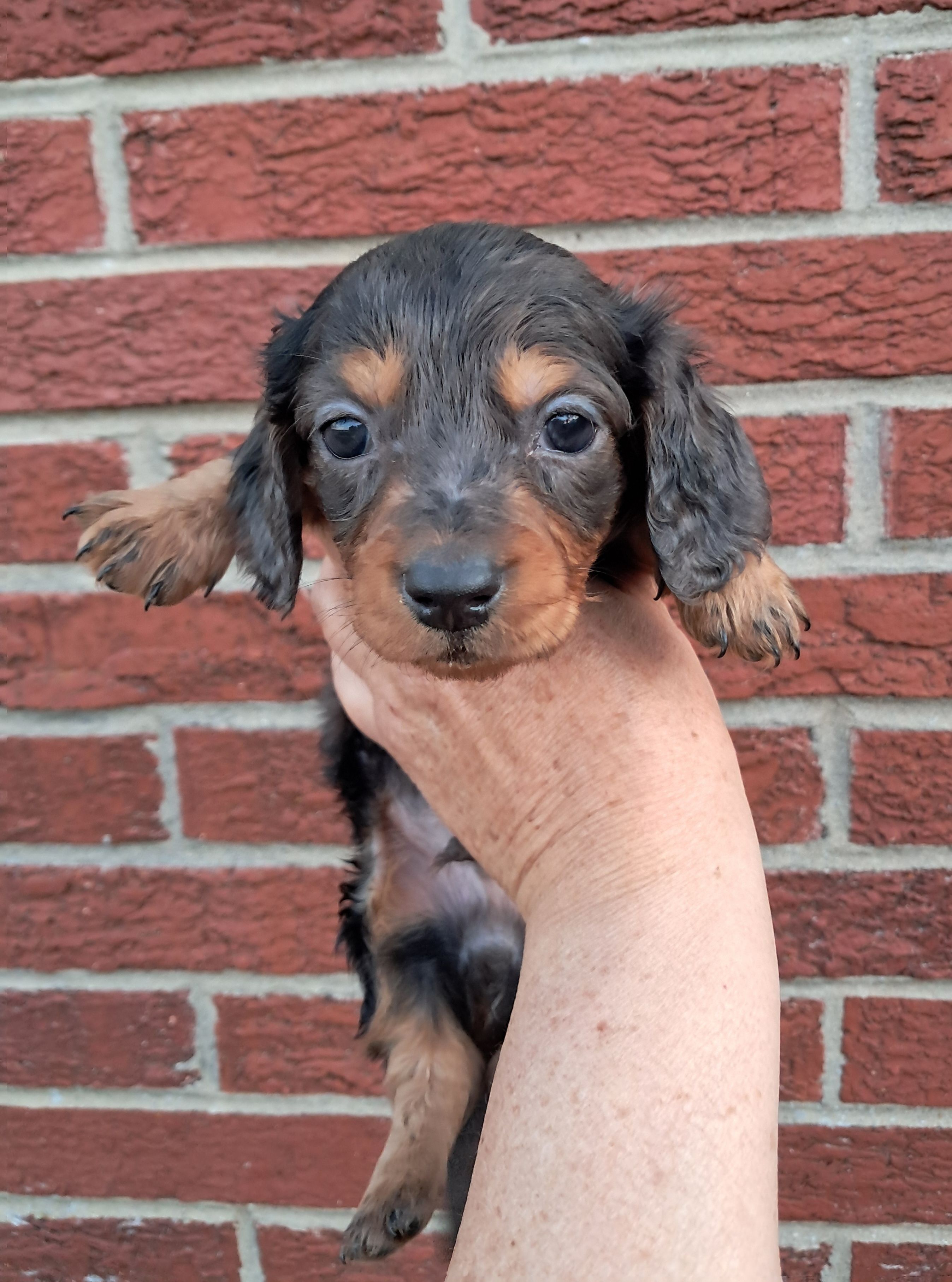 Piper – Miniature Dachshund puppy for sale in Durand, IL
