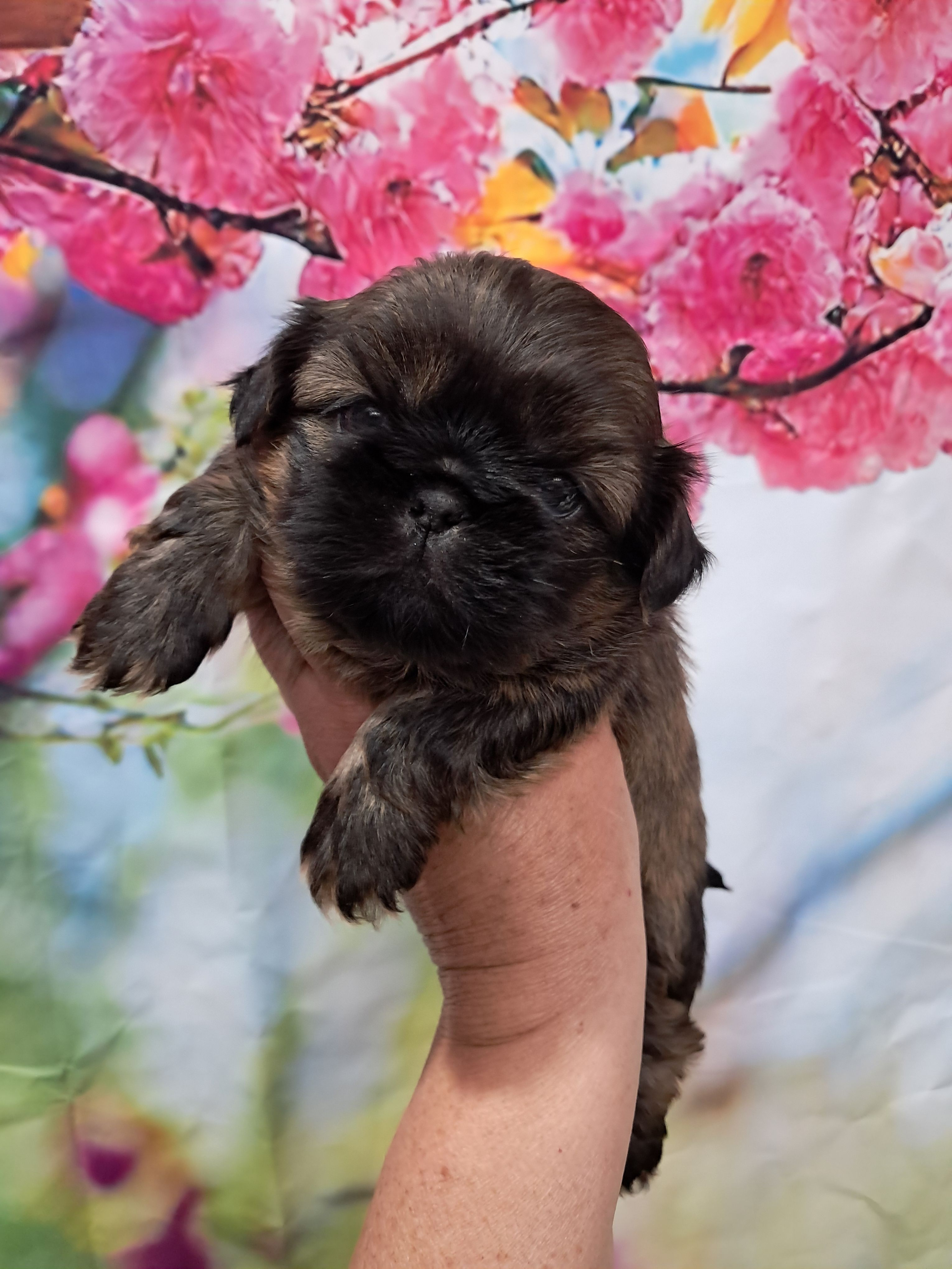 Max – Shih Tzu puppy for sale in Durand, IL