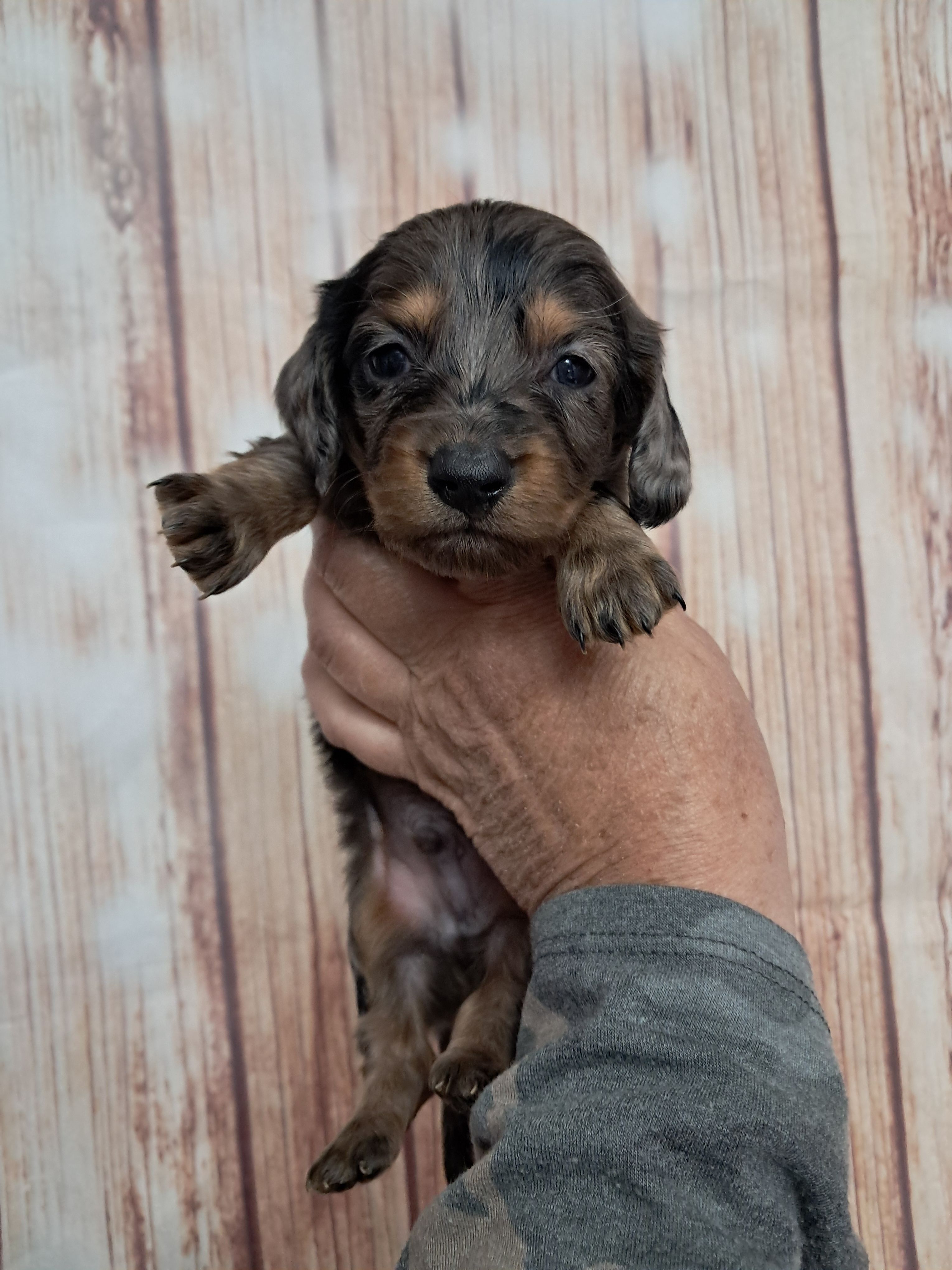 Presley – Miniature Dachshund puppy for sale in Durand, IL