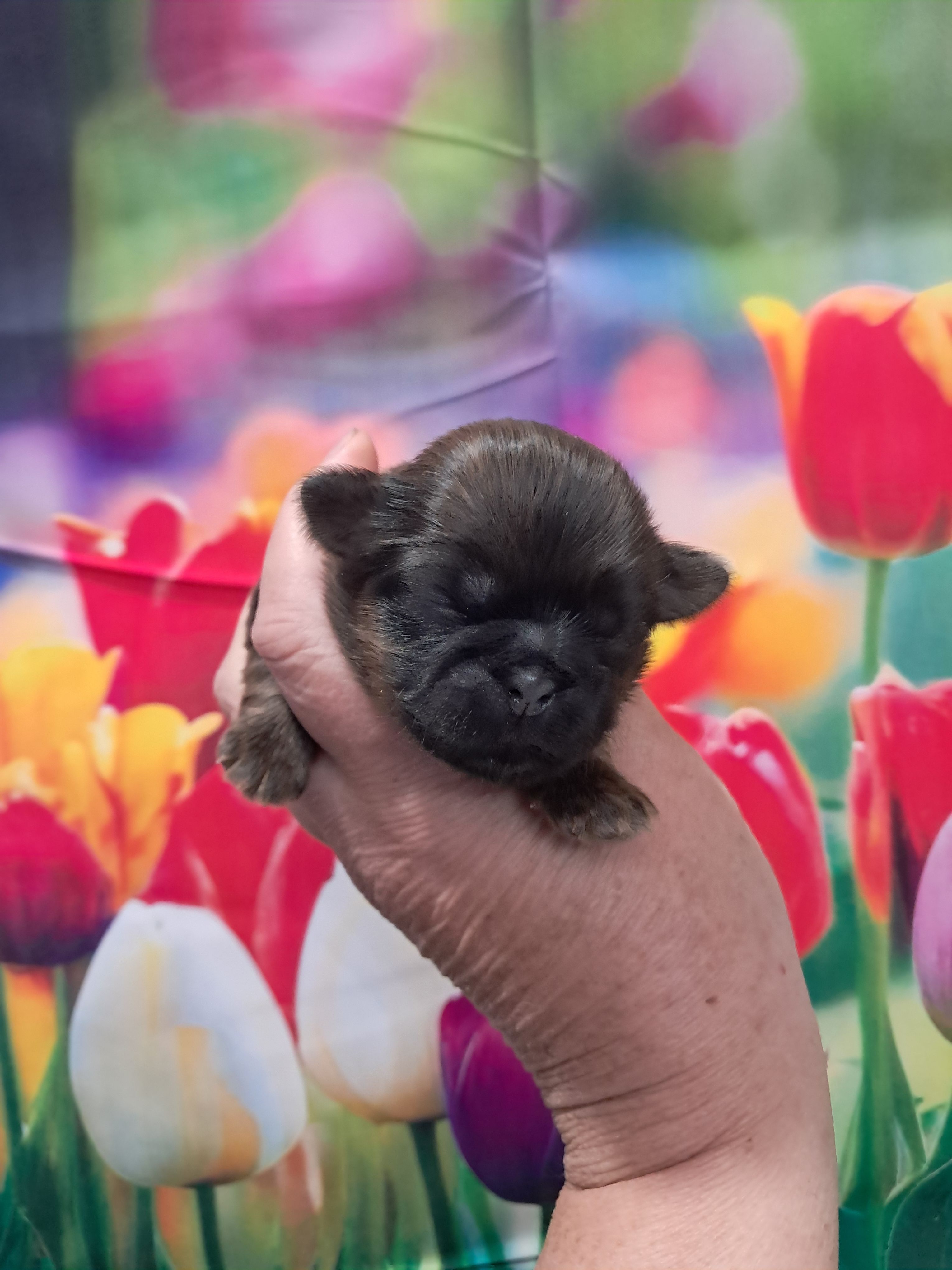 Max – Shih Tzu puppy for sale in Durand, IL