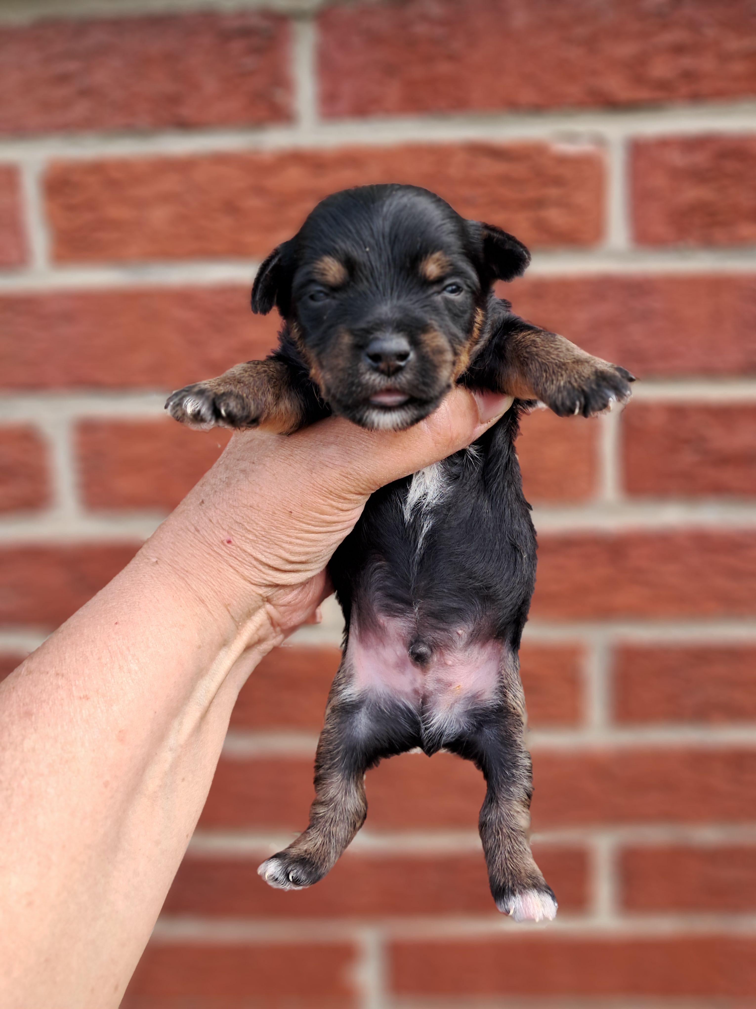 Shilo – Yorkshire Terrier puppy for sale in Durand, IL