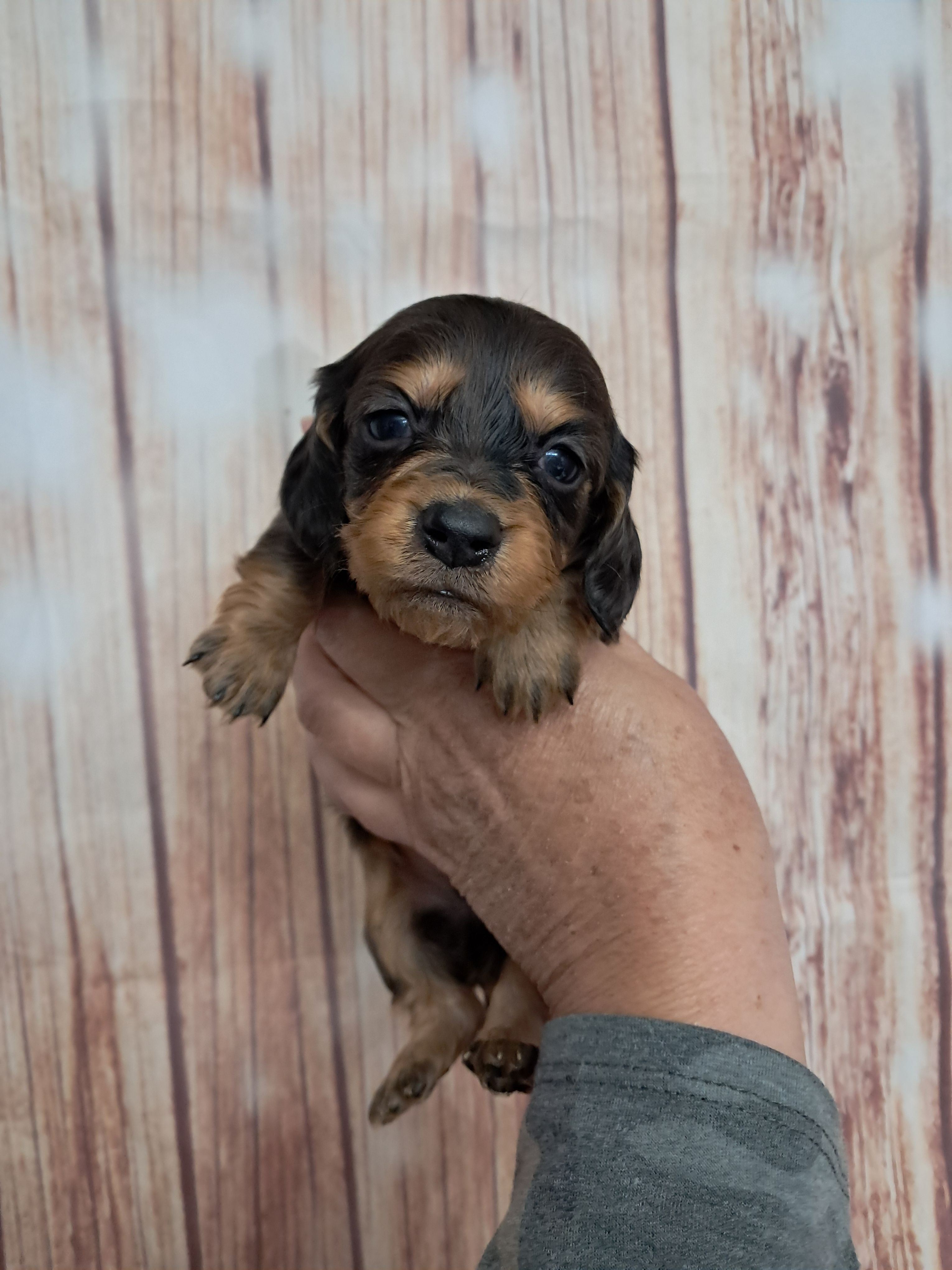 Pickles – Miniature Dachshund puppy for sale in Durand, IL