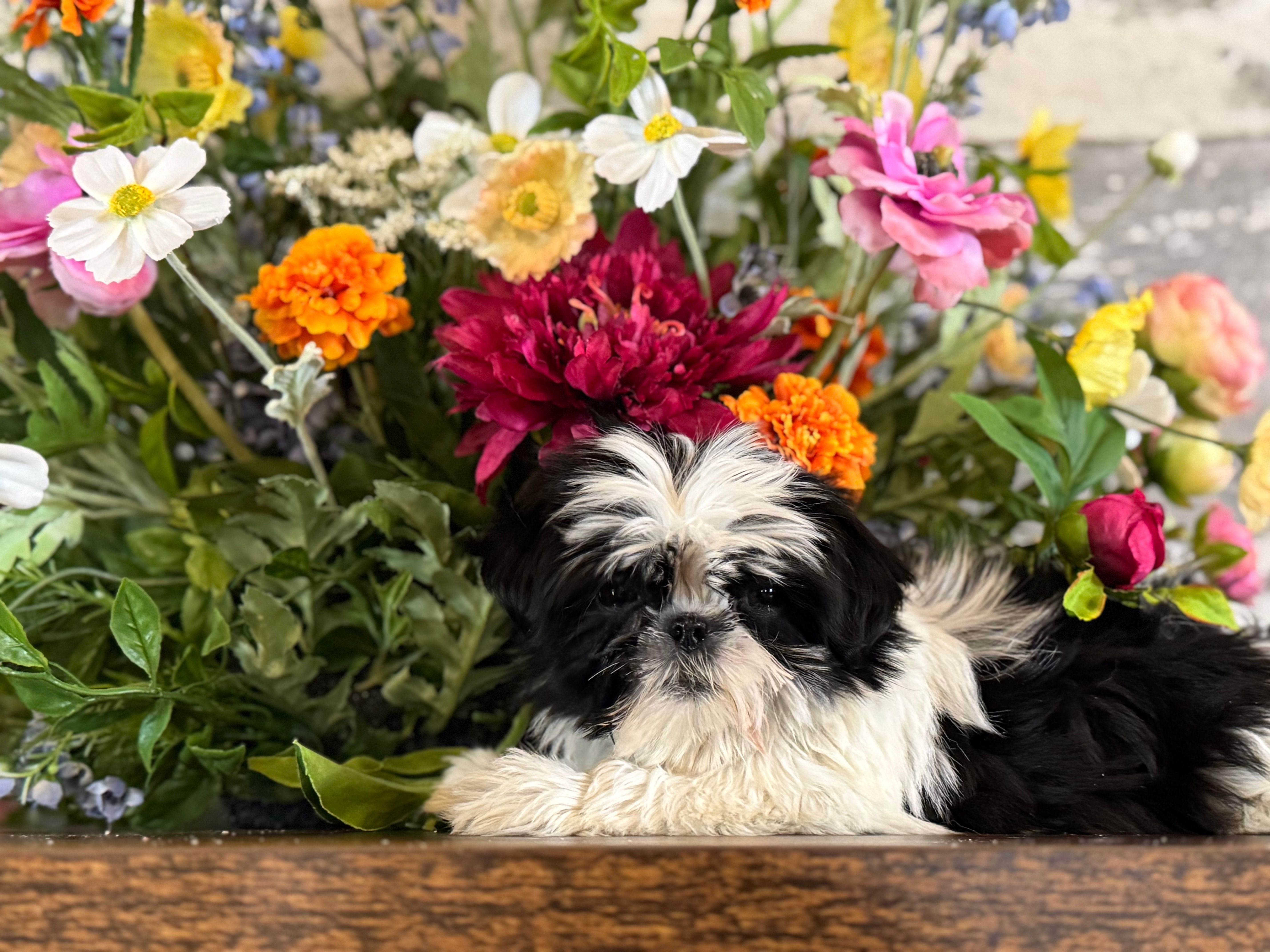 Lucy – Shih Tzu puppy for sale in Forest, OH