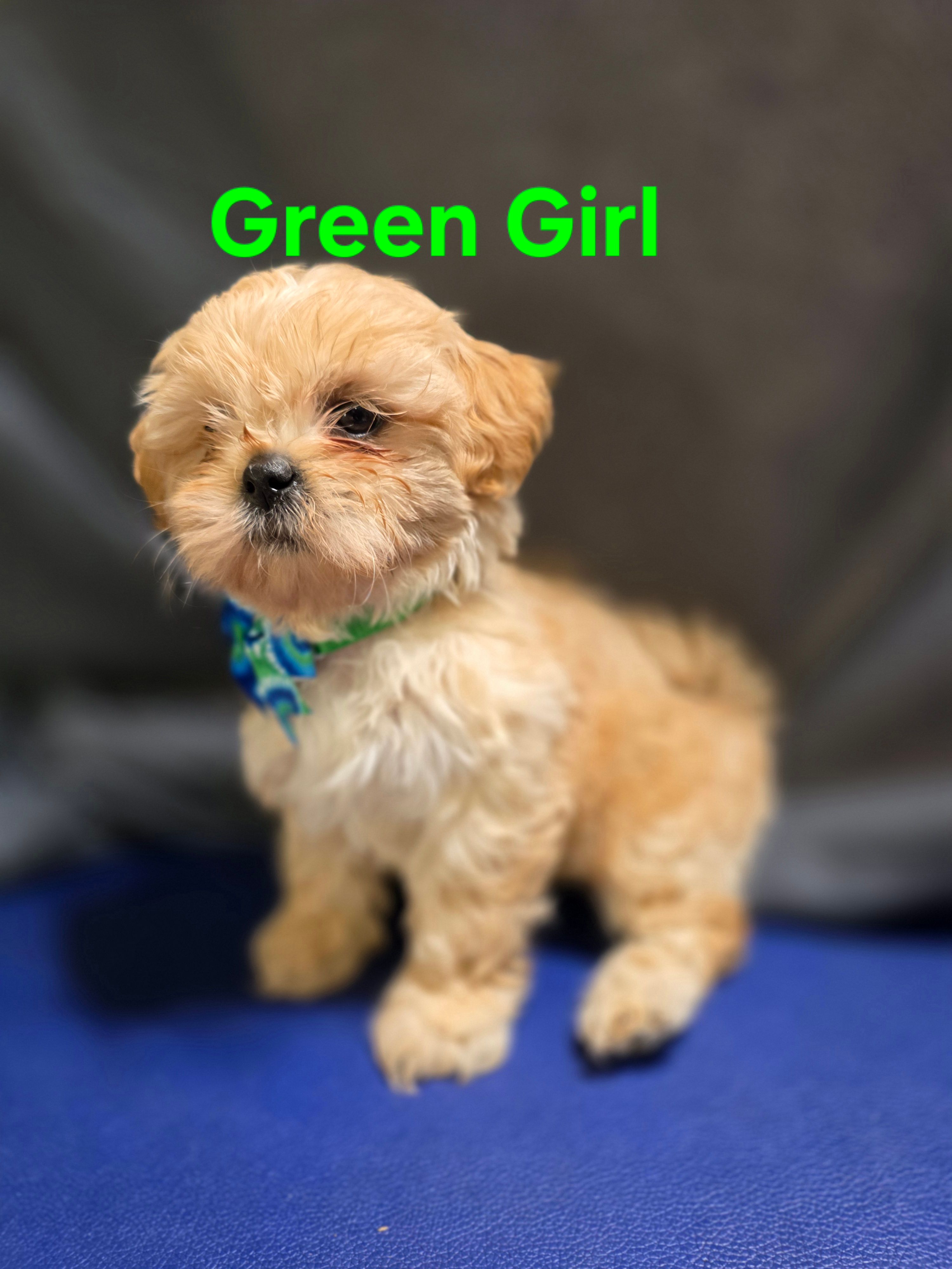 Green Girl ckc – Shih Tzu puppy for sale in Palatka, FL