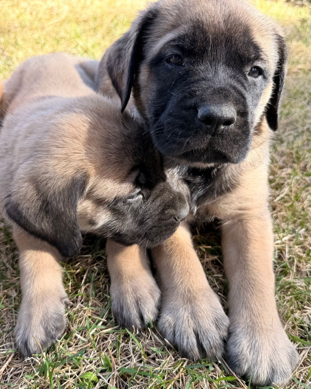 Agustus – English Mastiff puppy for sale in Denver, CO