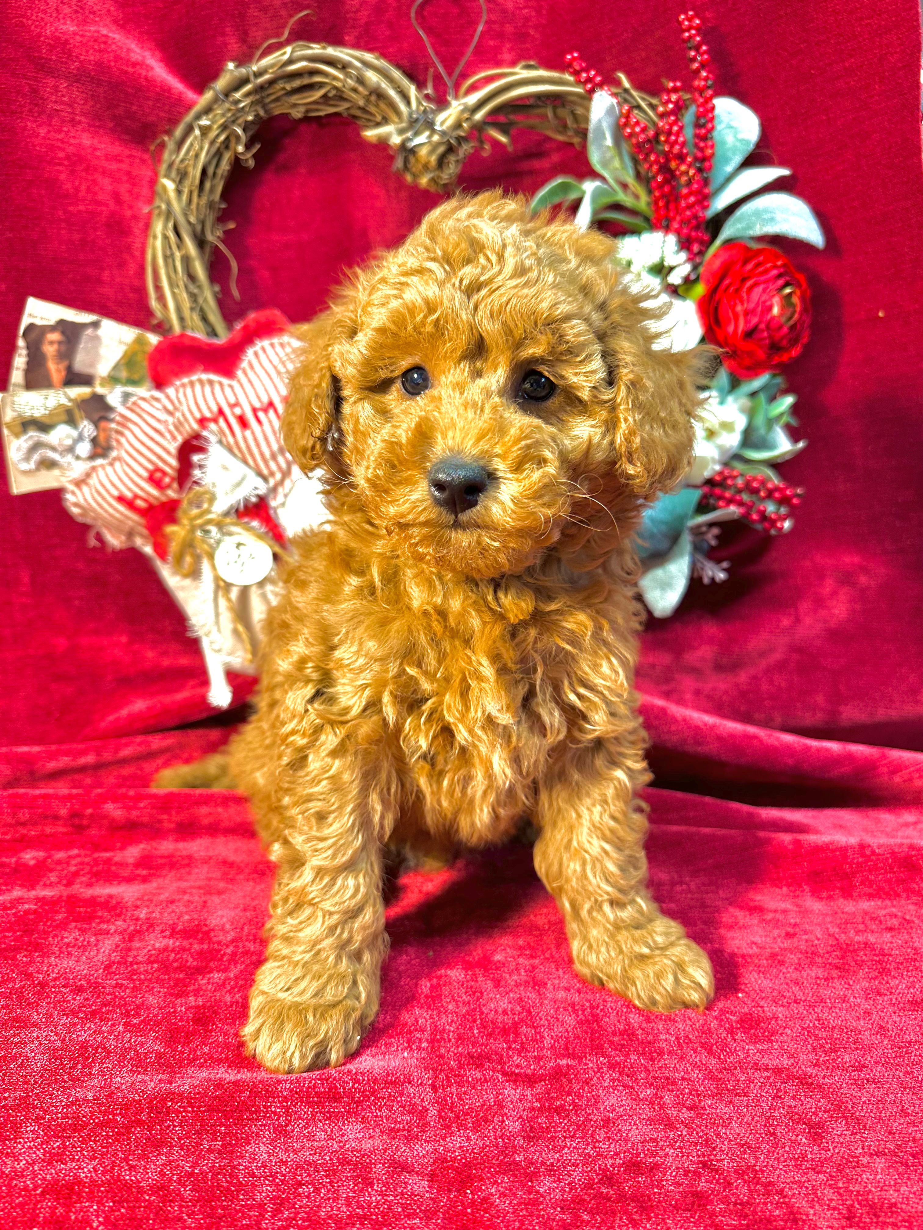 Joey – Poodle - Toy  puppy for sale in Springfield, MO