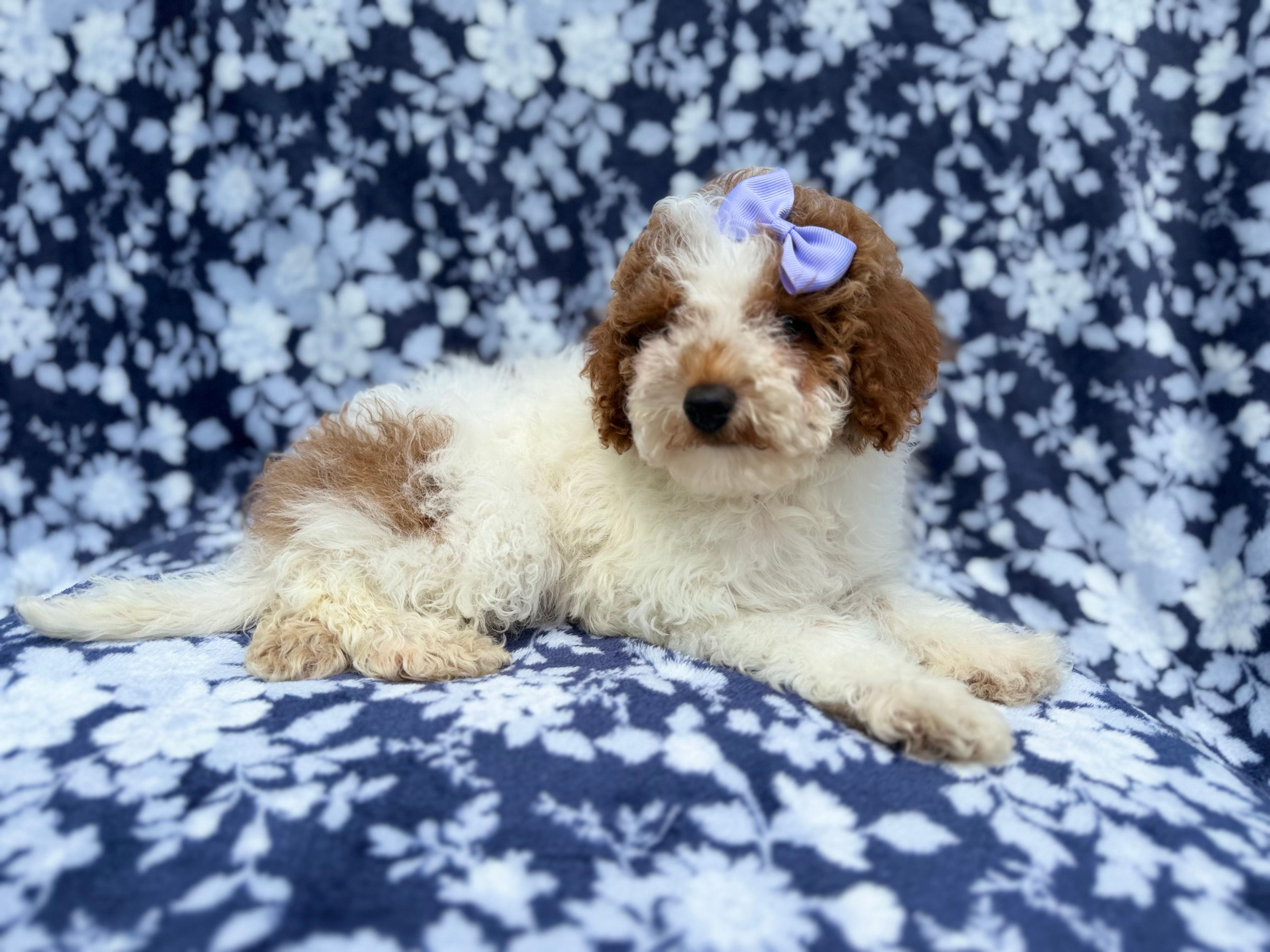 Charlotte  – Poodle - Miniature  puppy for sale in Lakeland, FL