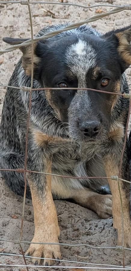 Cowgirl – Australian Cattle Dog puppy for sale in Lakeland, FL