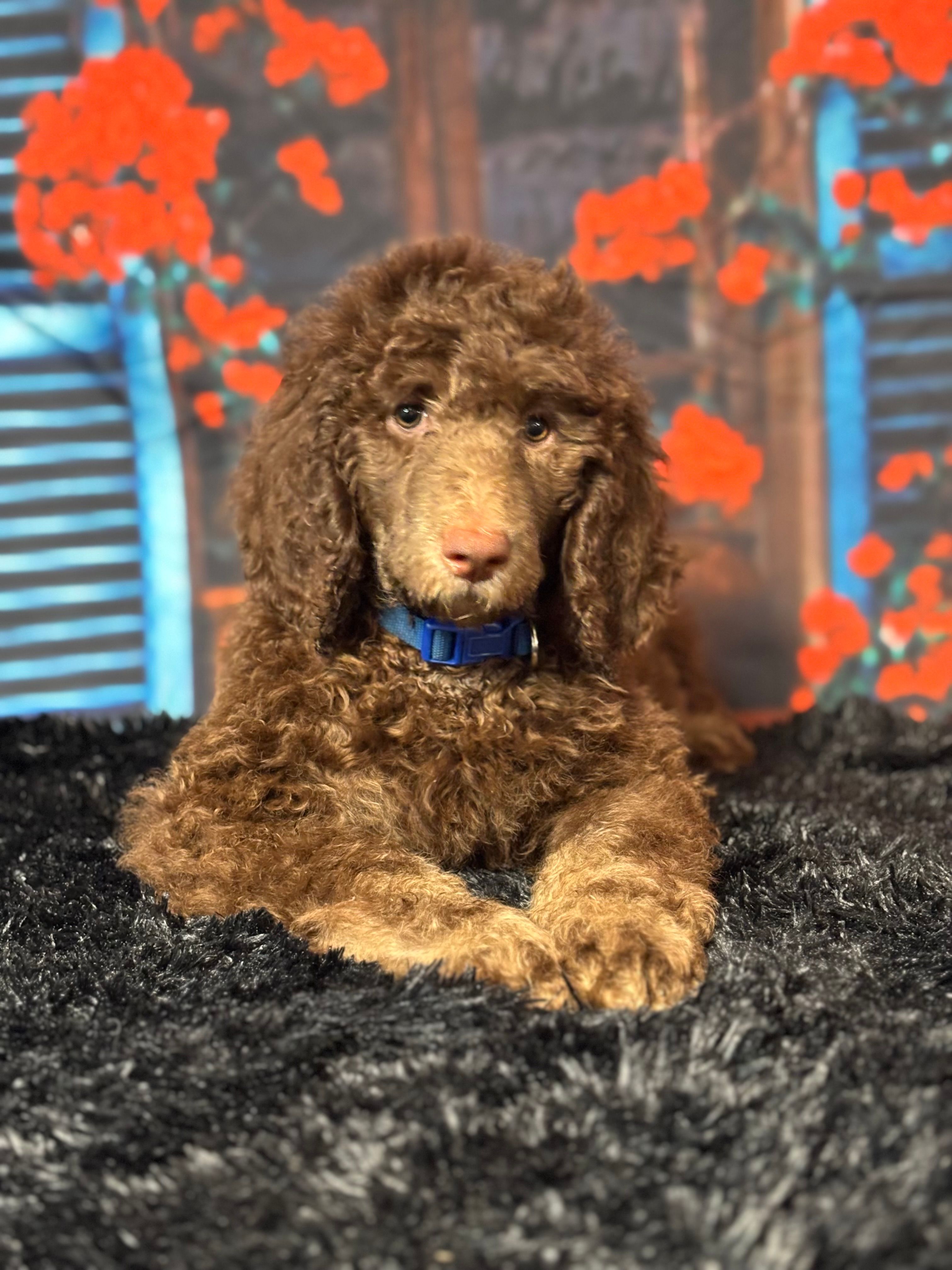 Blue/ Bambi  – Poodle - Standard  puppy for sale in Ocala, FL