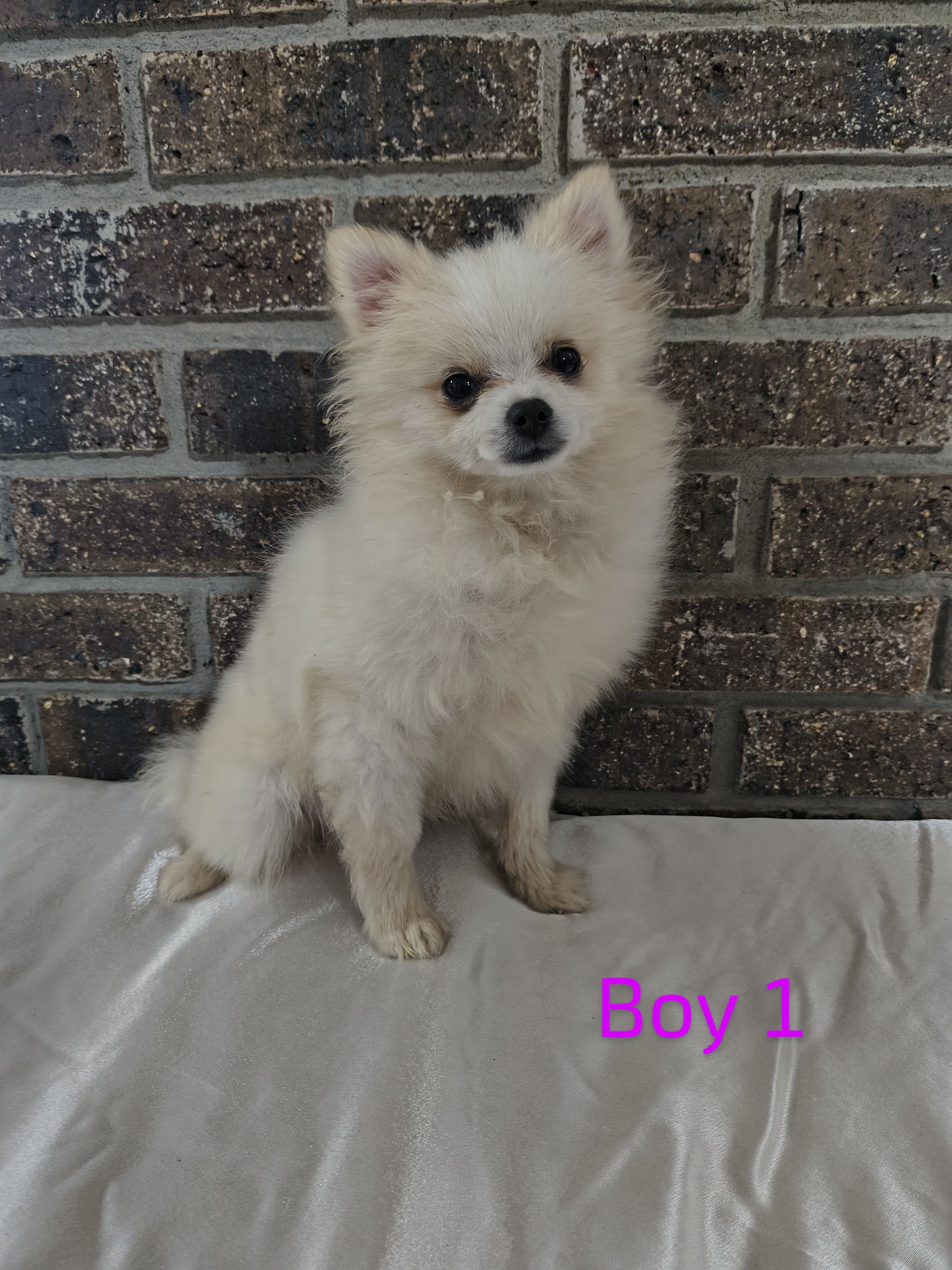 Boy 1, a male Pomeranian for sale in Tabor City, NC – Photo 2 of 2