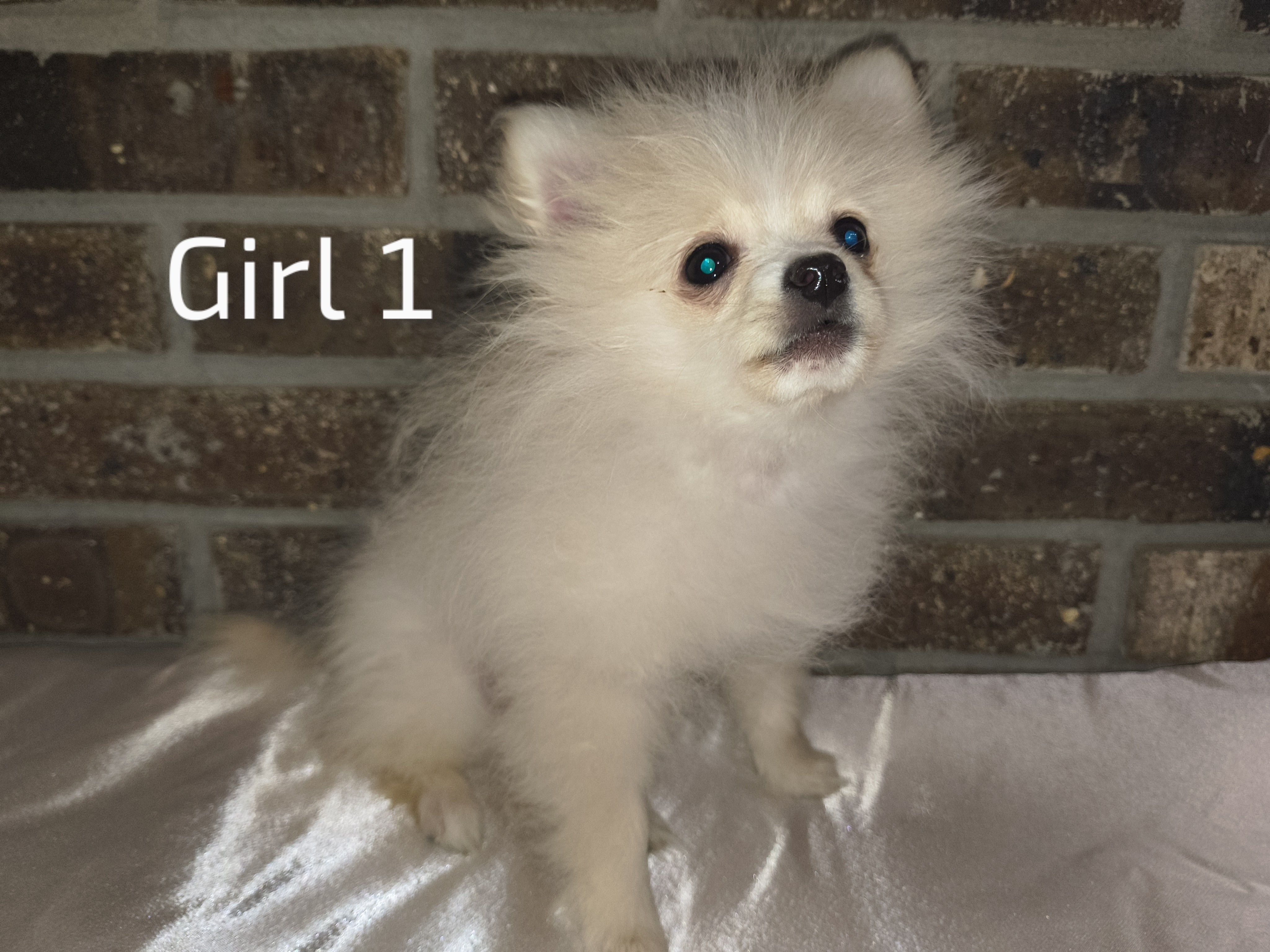 Girl 1, a female Pomeranian for sale in Tabor City, NC – Photo 3 of 3