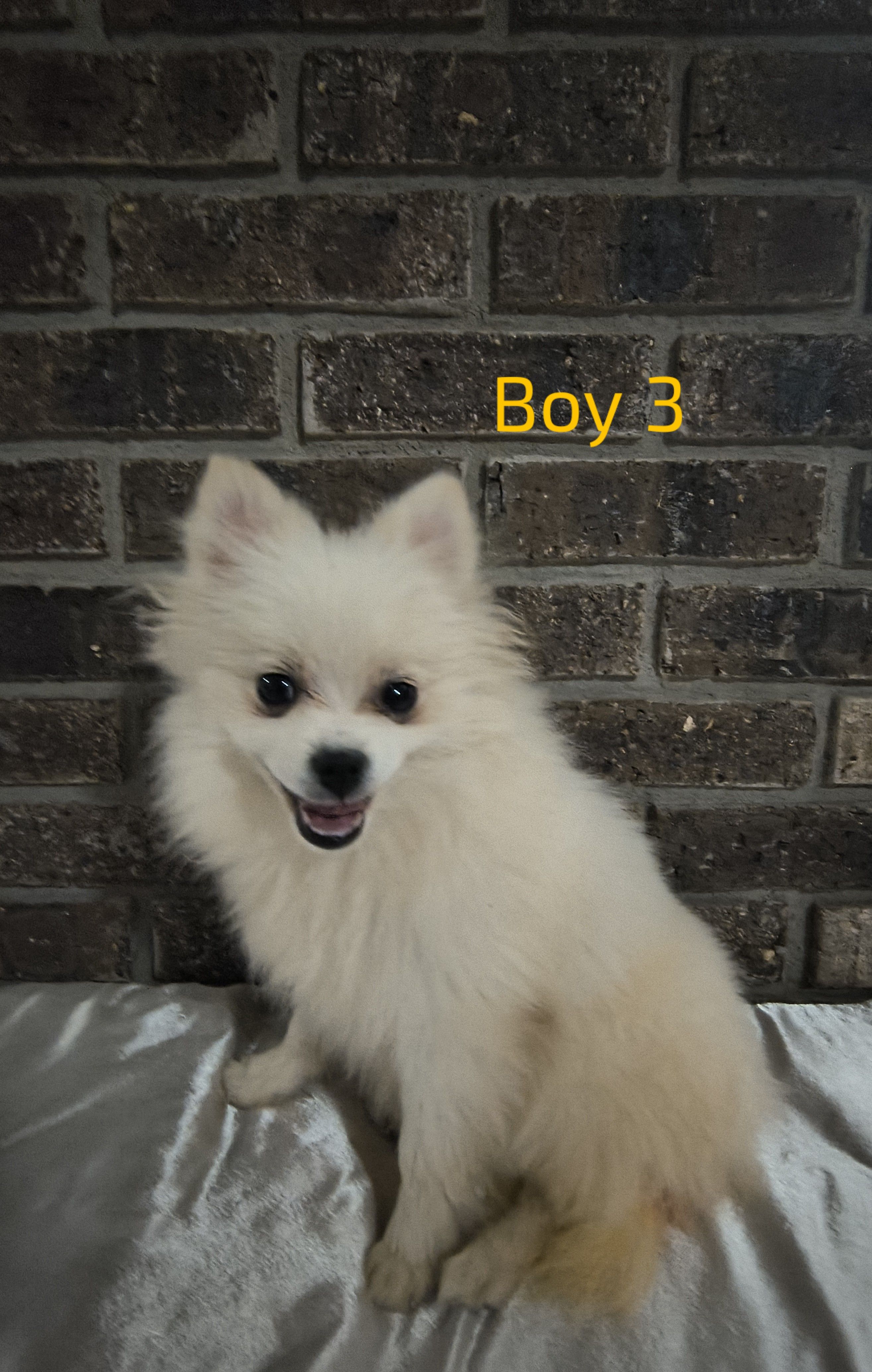 Boy 3, a male Pomeranian for sale in Tabor City, NC – Photo 2 of 3