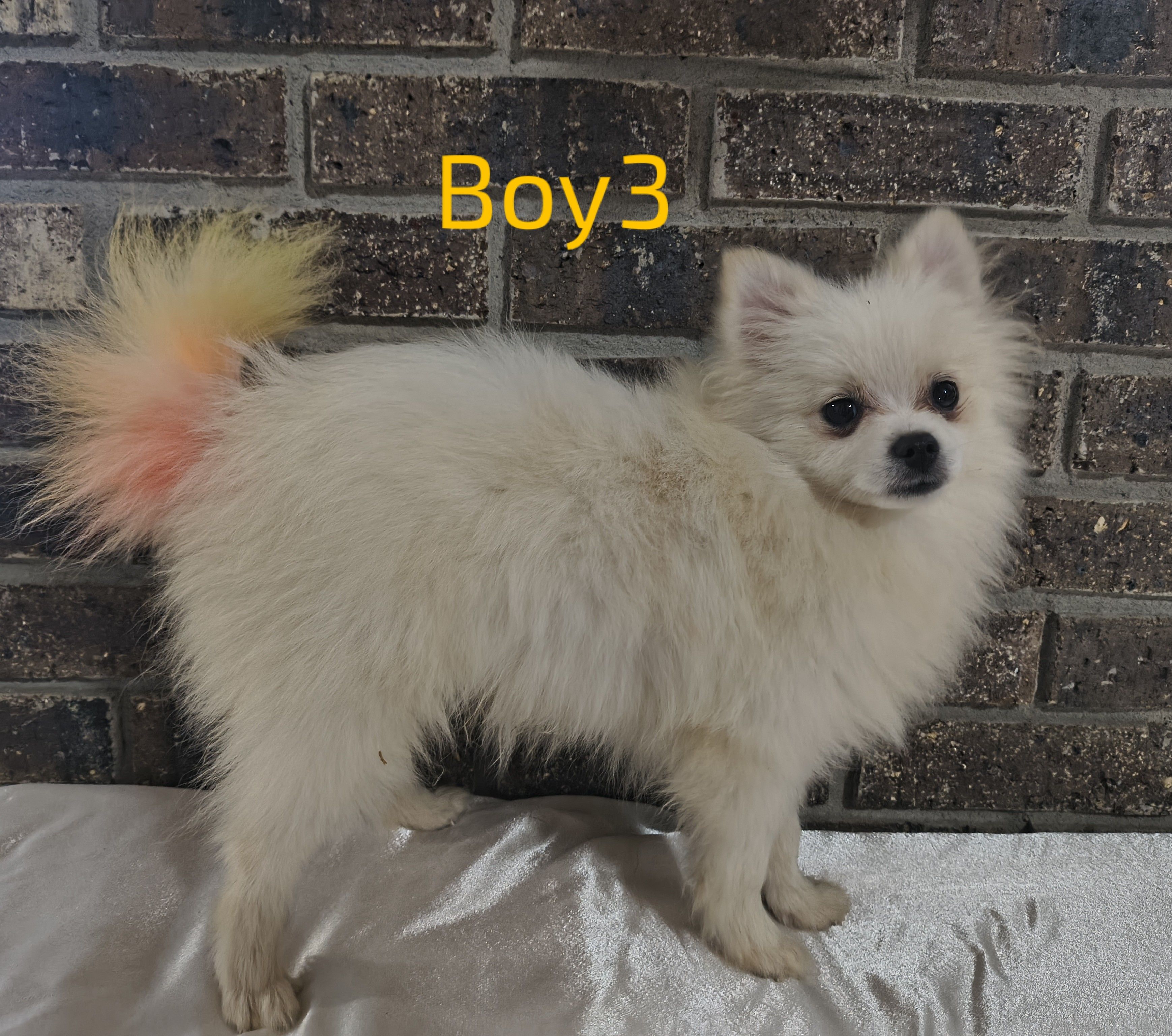 Boy 3, a male Pomeranian for sale in Tabor City, NC – Photo 3 of 3