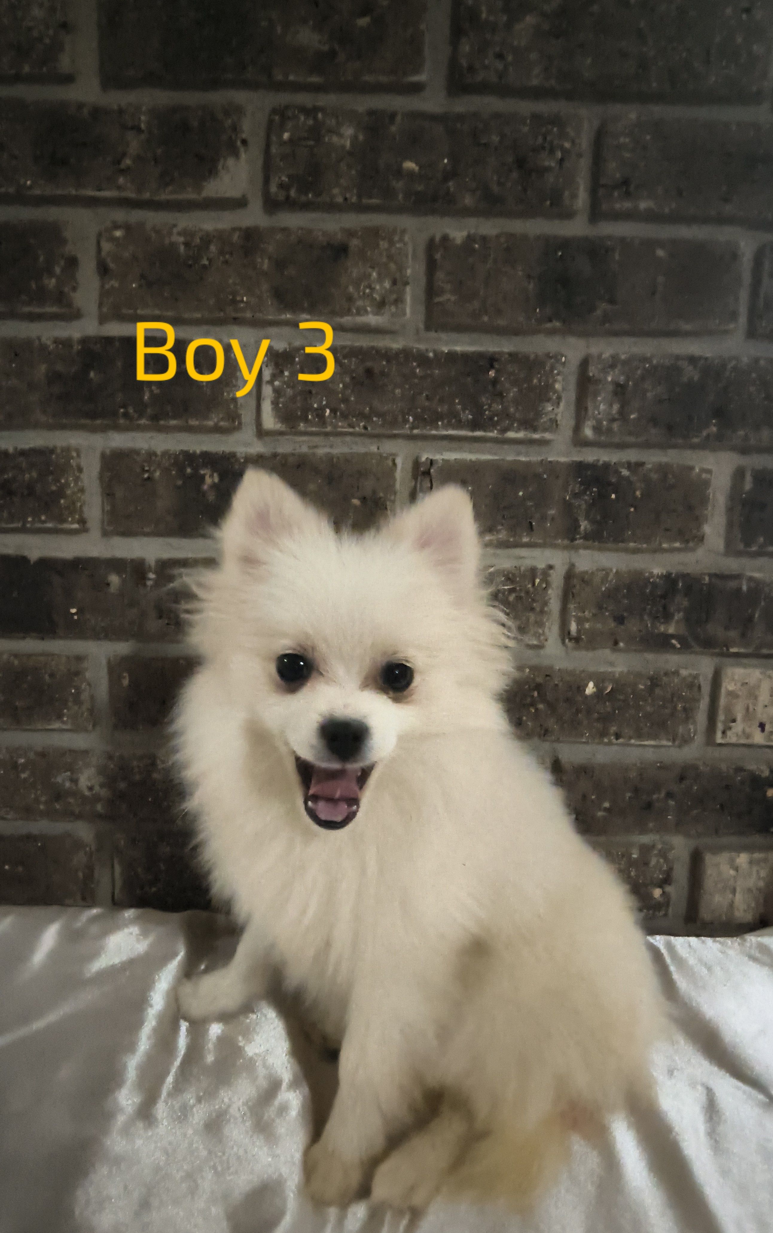 Boy 3 – Pomeranian puppy for sale in Tabor City, NC
