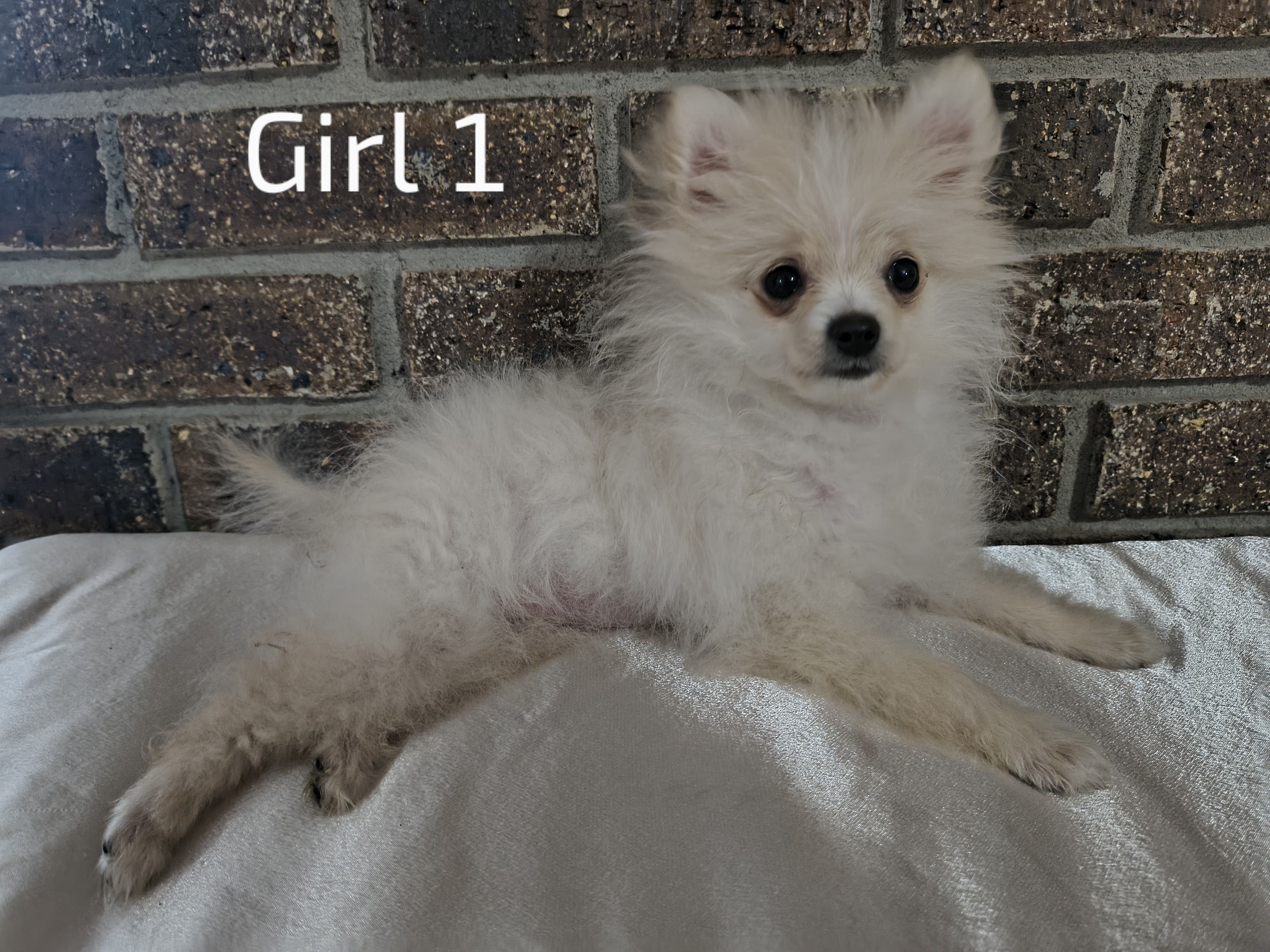 Girl 1, a female Pomeranian for sale in Tabor City, NC – Photo 2 of 3