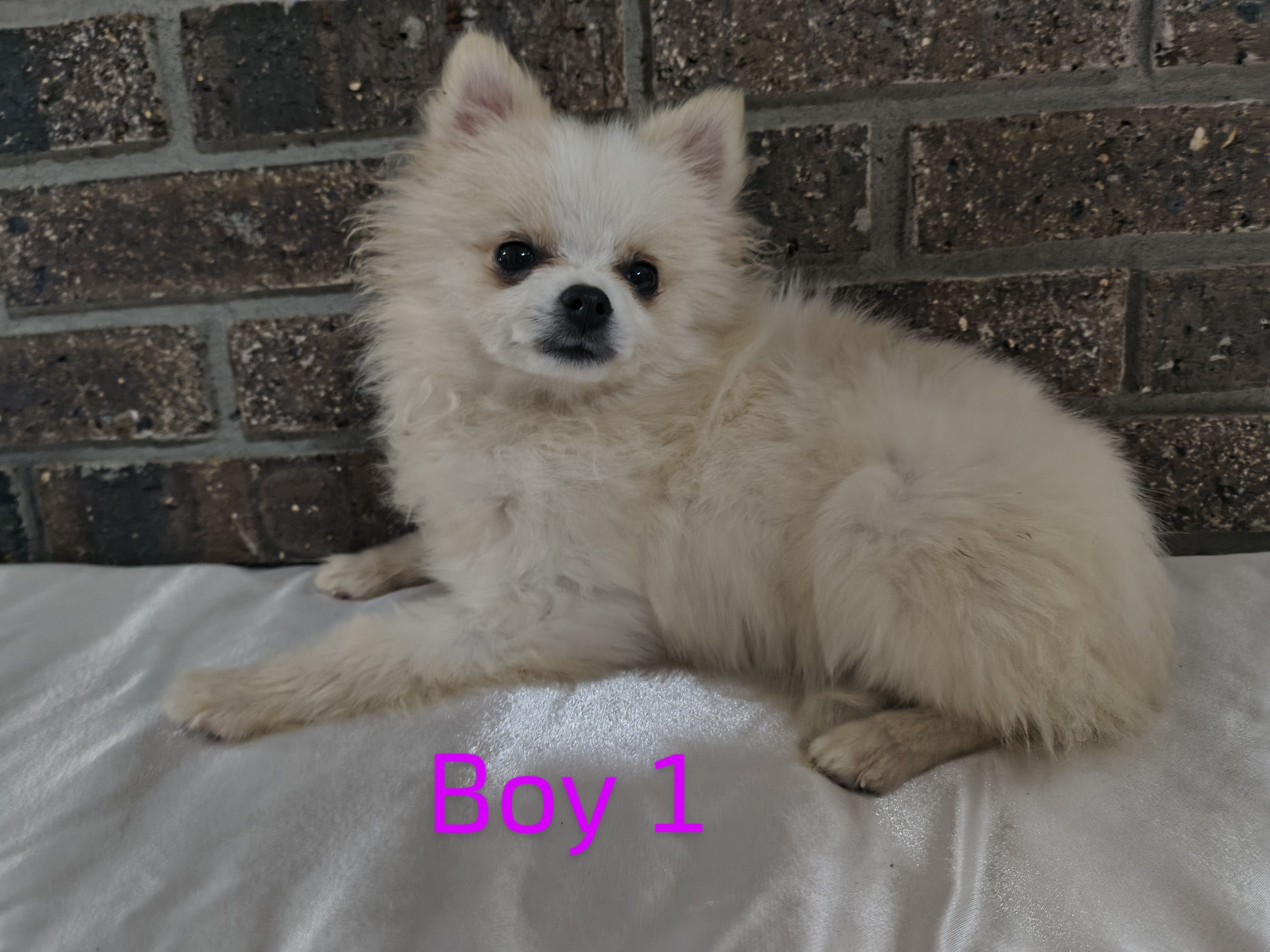 Boy 1 – Pomeranian puppy for sale in Tabor City, NC