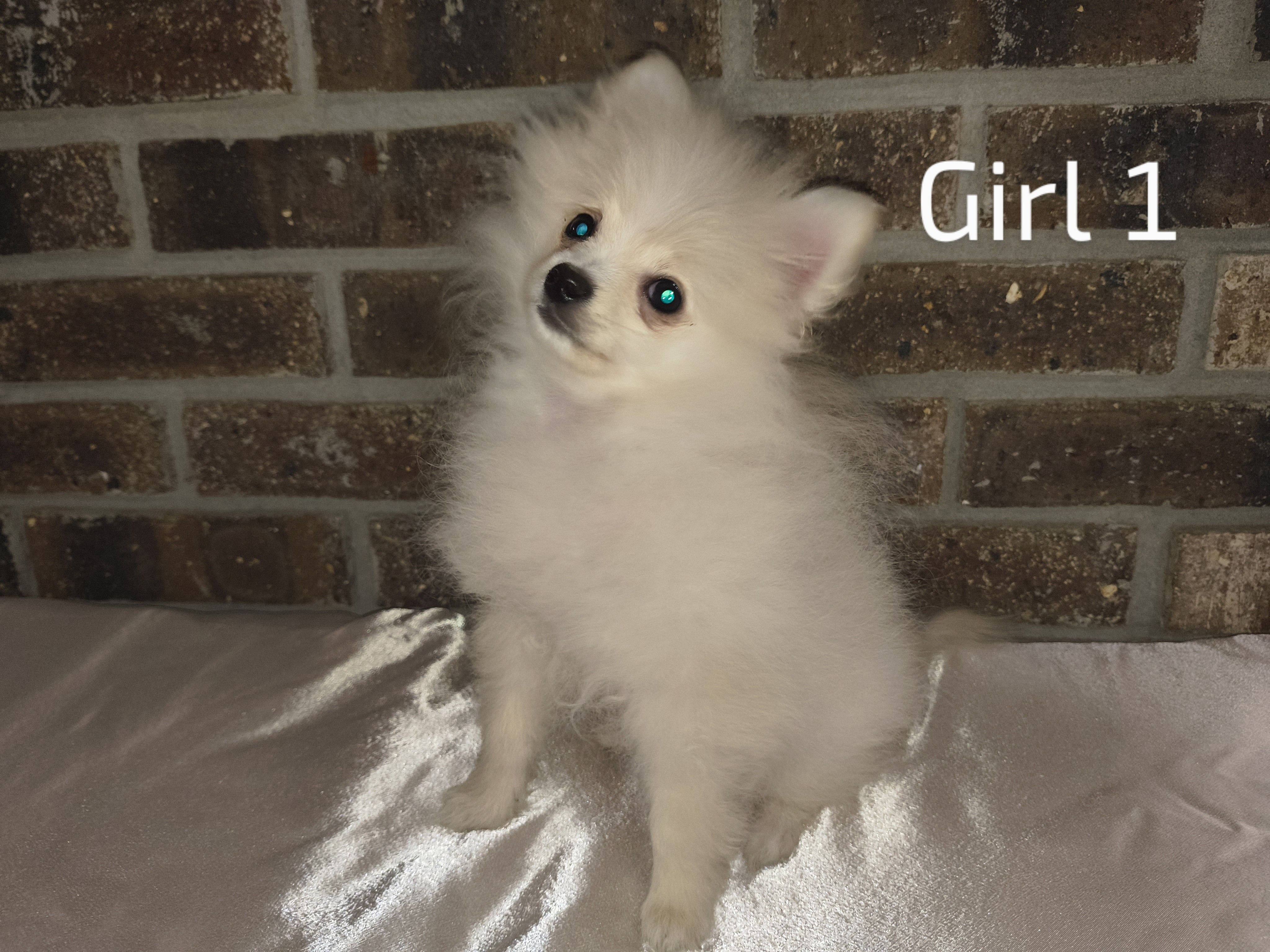 Girl 1 – Pomeranian puppy for sale in Tabor City, NC