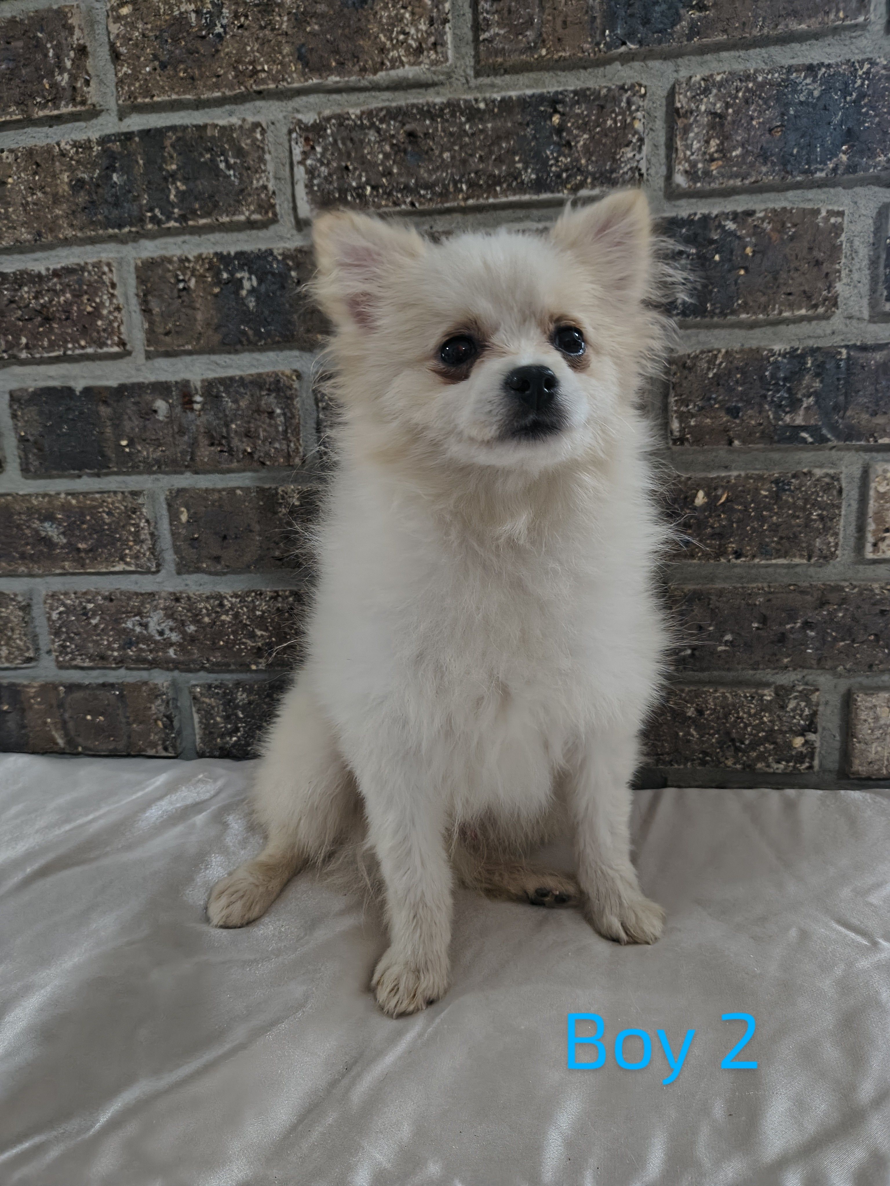 Boy 2, a male Pomeranian for sale in Tabor City, NC – Photo 3 of 3