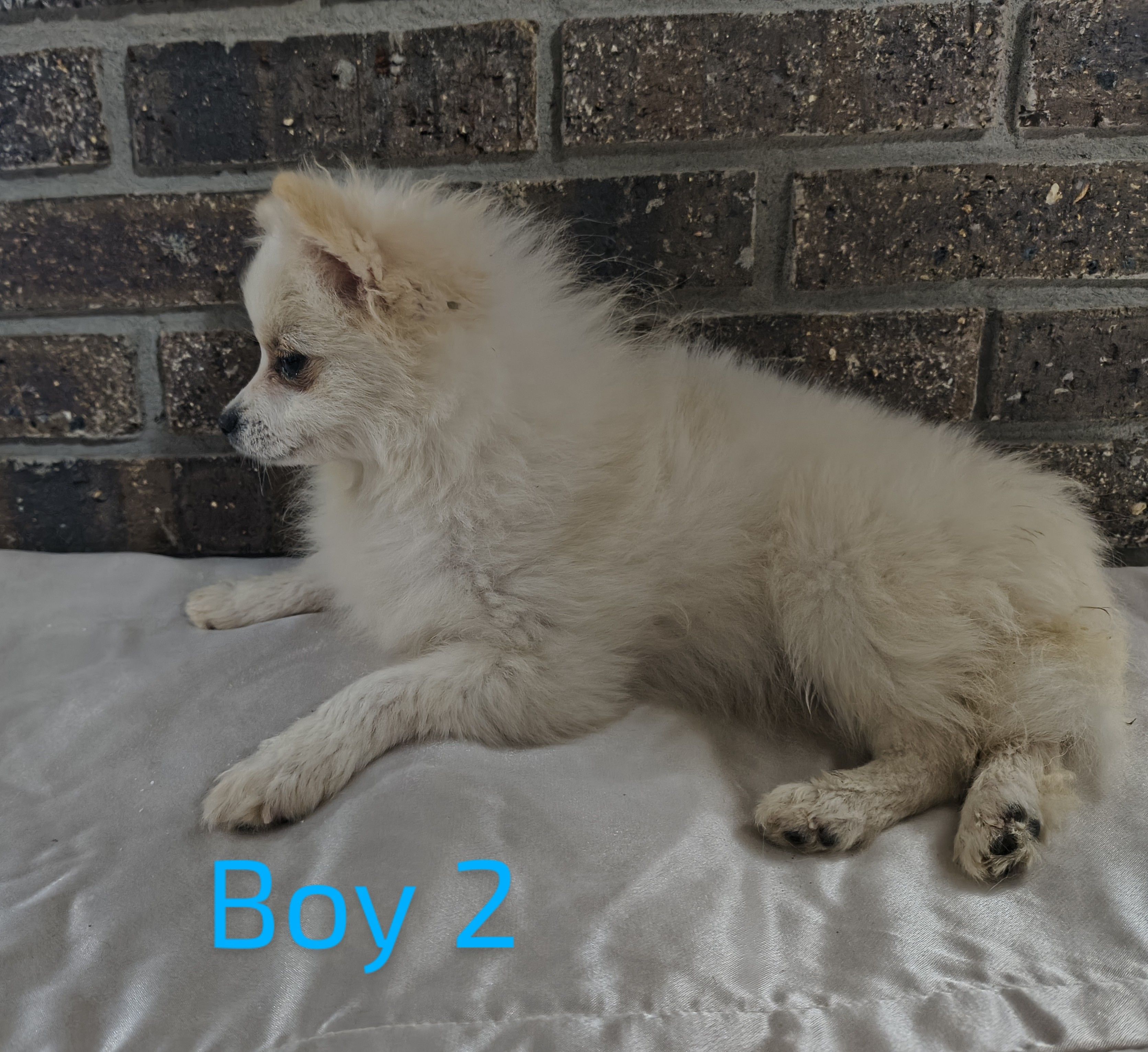 Boy 2 – Pomeranian puppy for sale in Tabor City, NC