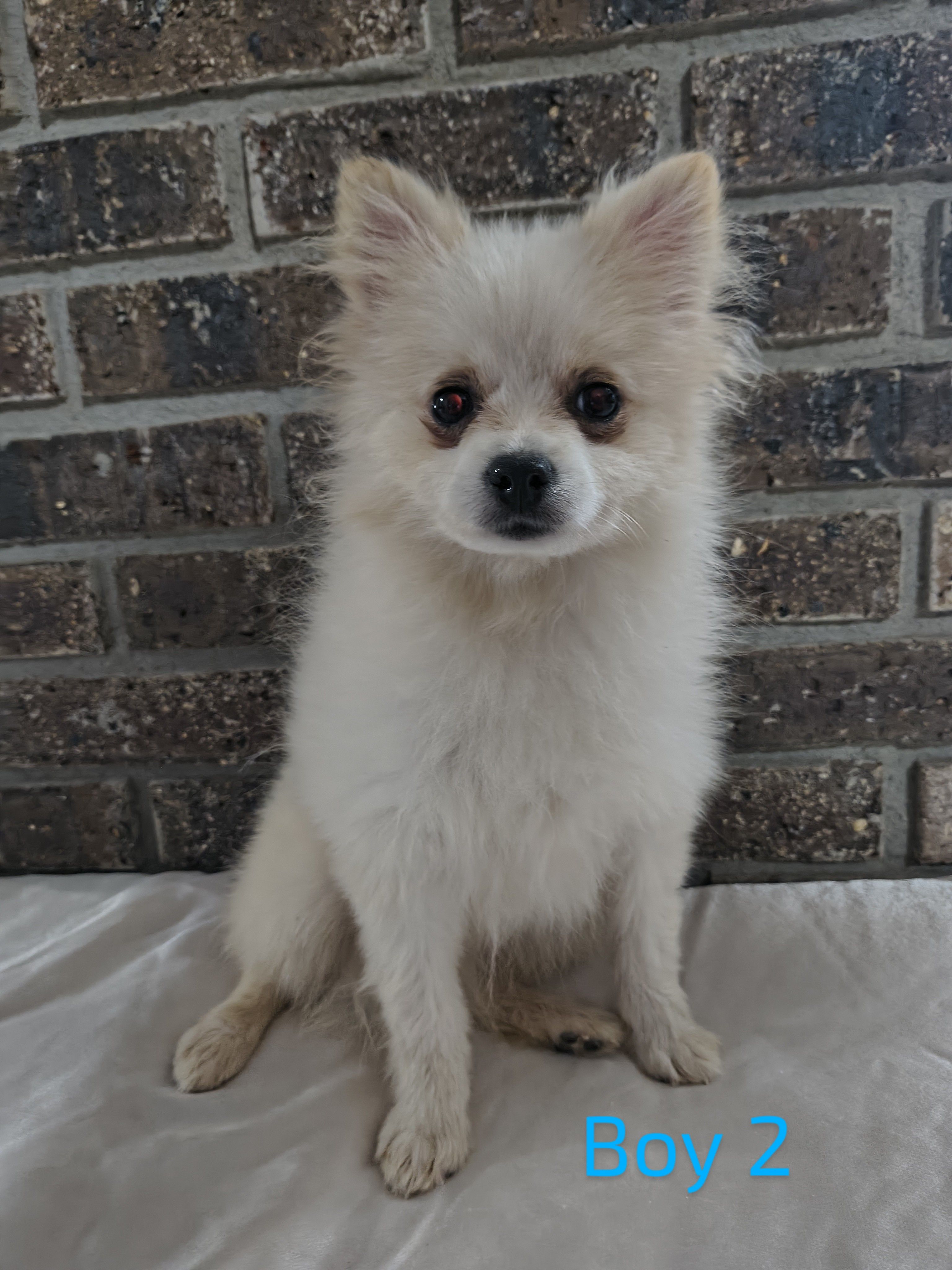 Boy 2, a male Pomeranian for sale in Tabor City, NC – Photo 2 of 3