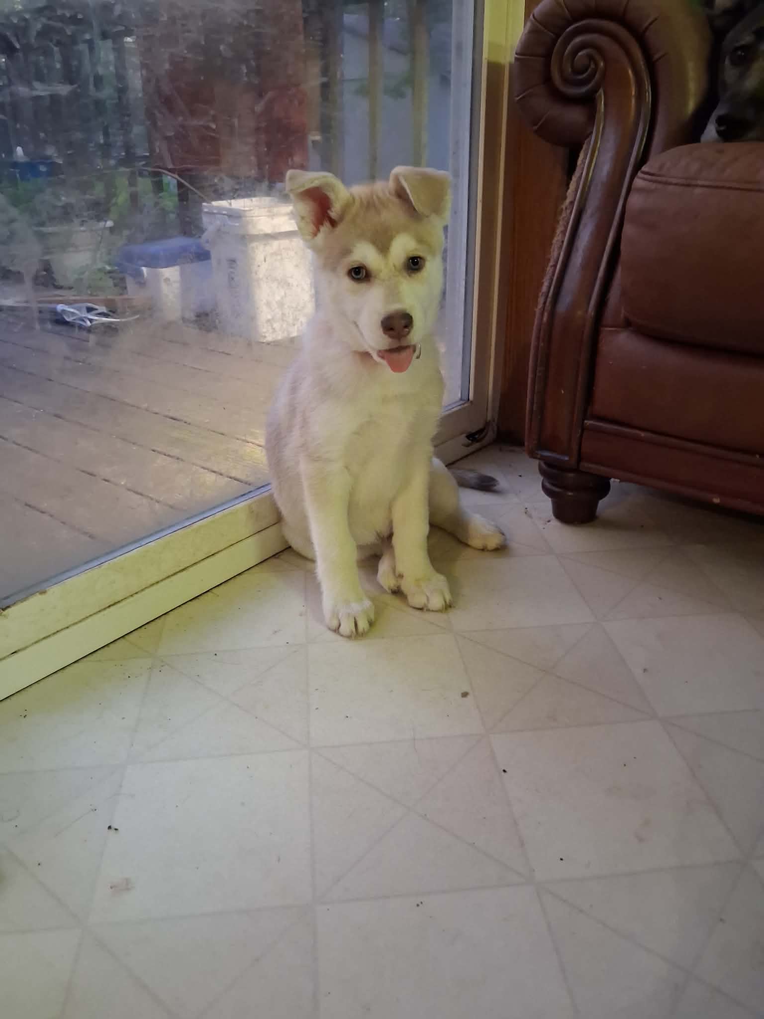 Judy – German Shepherd Dog, Siberian Husky puppy for sale in Midland, MI