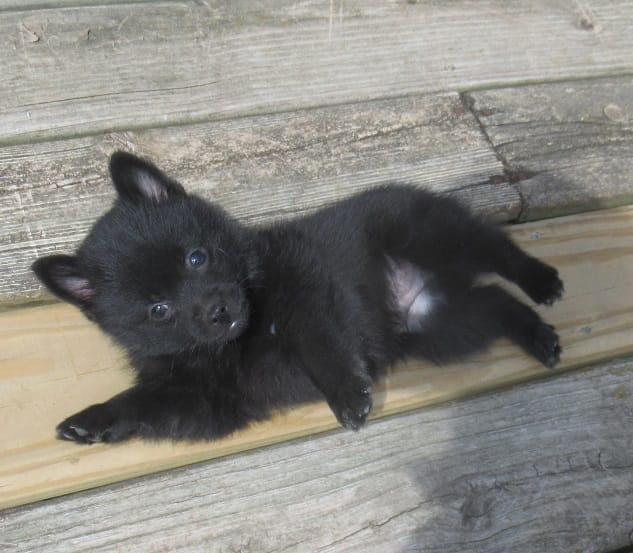 Sheldon – Schipperke puppy for sale in Lansing, IA