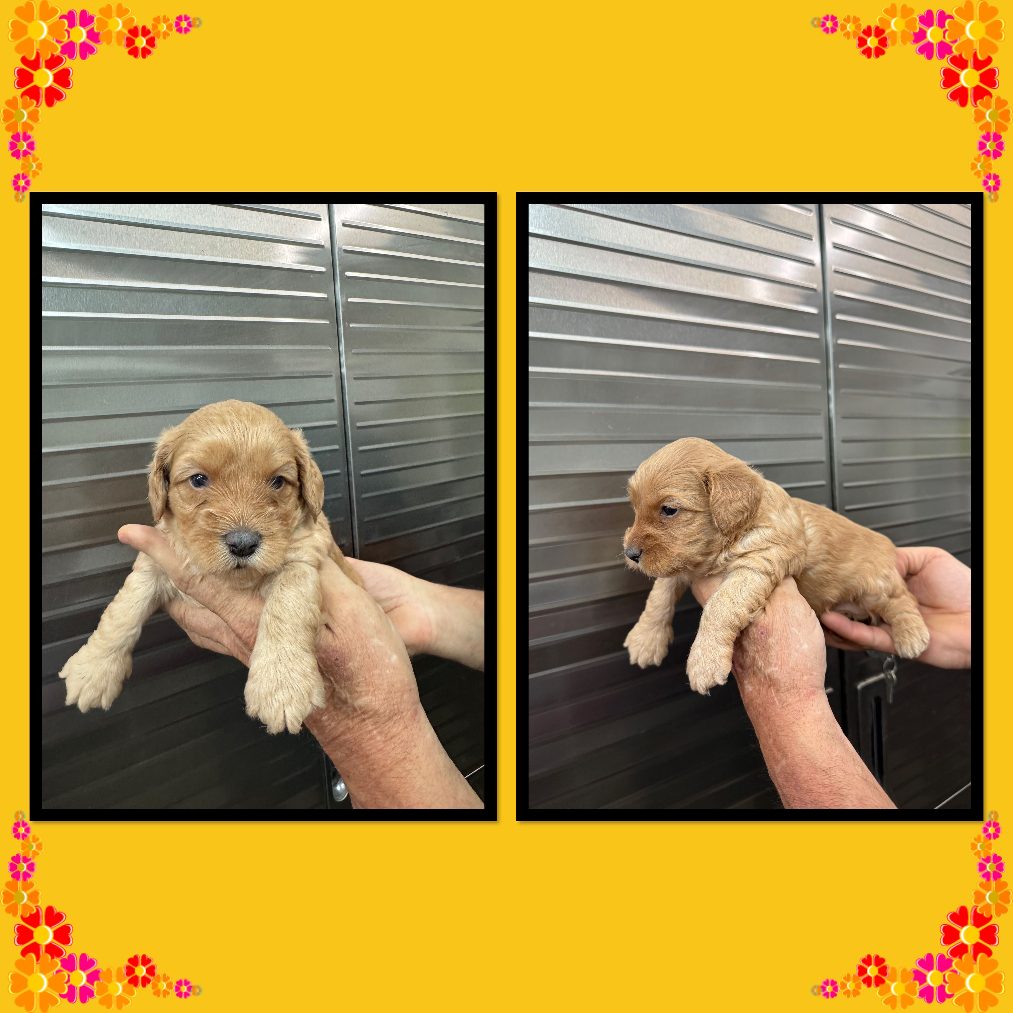 Maple – Schnoodle puppy for sale in Clifton, KS