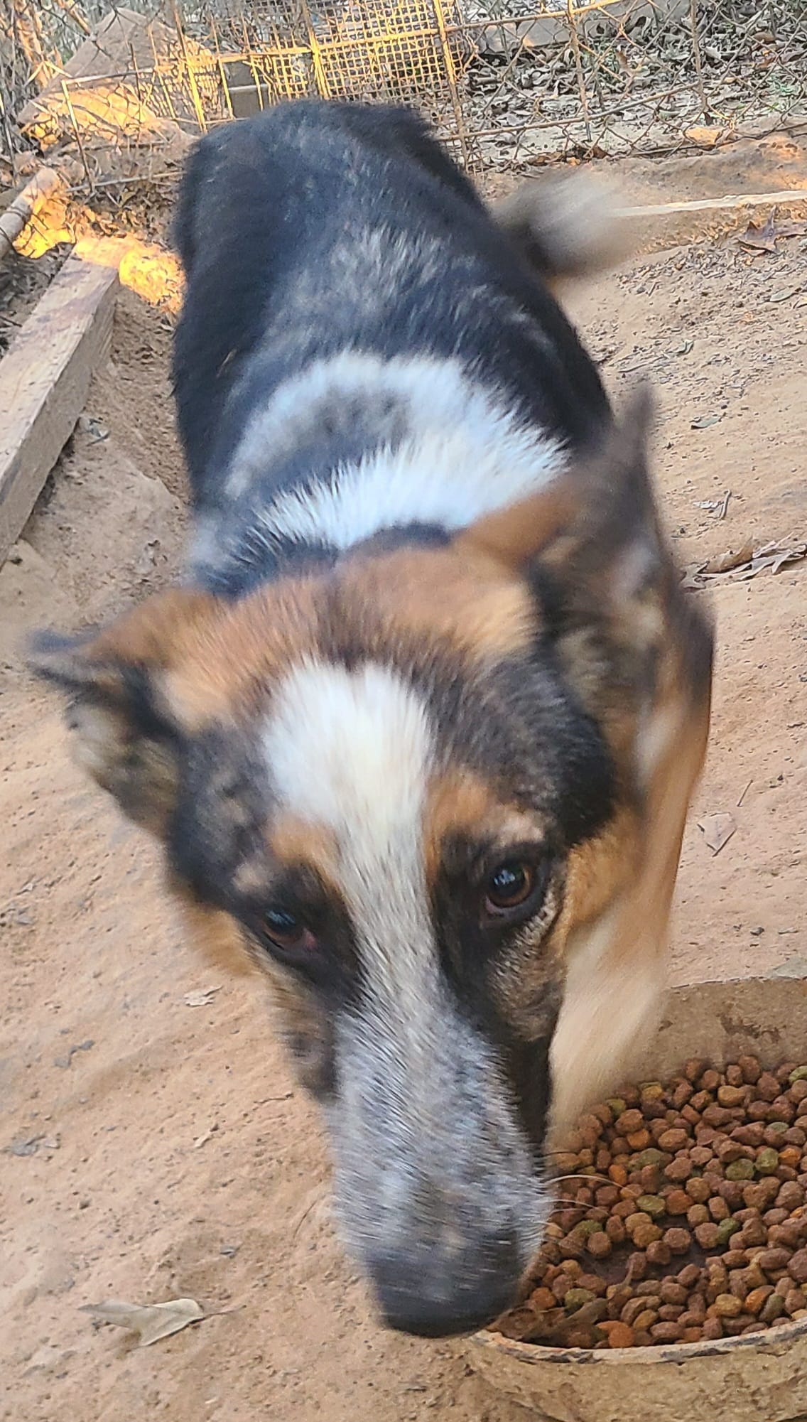 Mindy – German Shepherd Dog puppy for sale in Ben Wheeler, TX