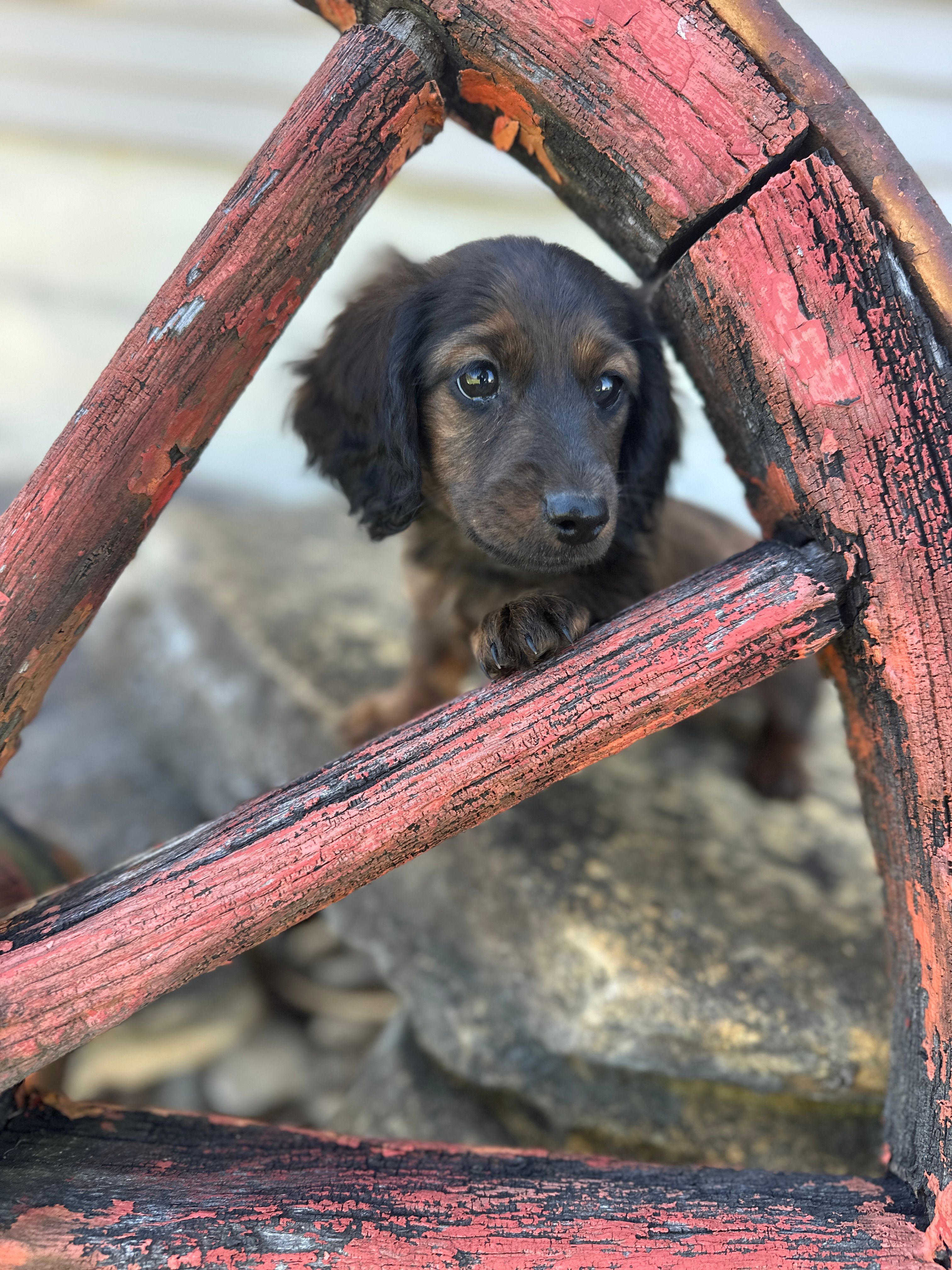 Ellie – Miniature Dachshund puppy for sale in Hillsboro, OH