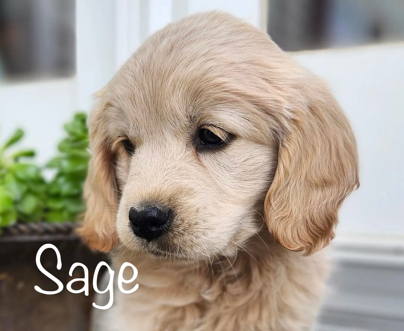 Sage – Cockapoo, English Cream Golden Retriever puppy for sale in Plain City, OH