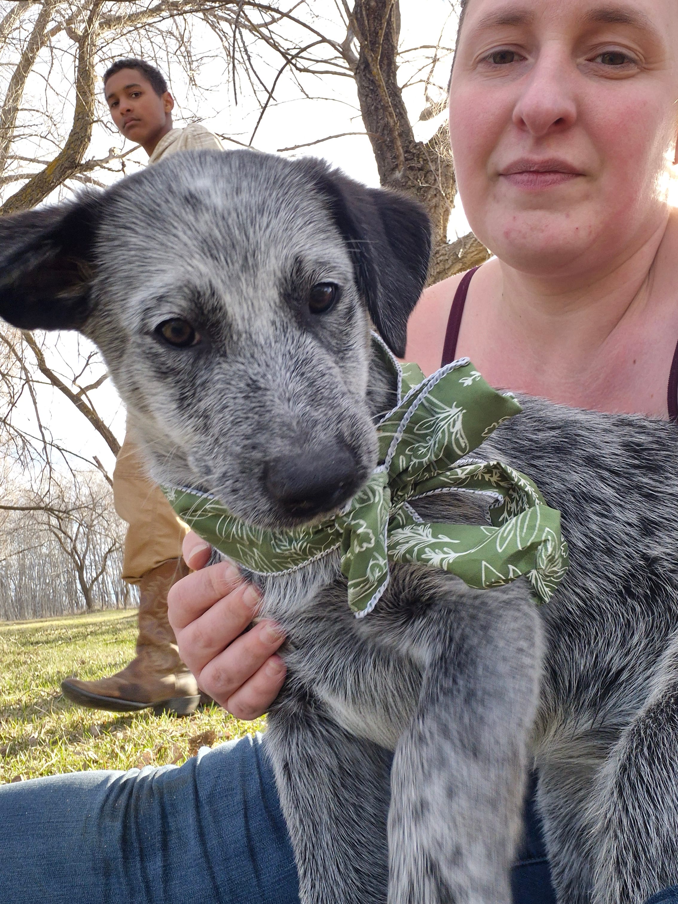 Ivy – Australian Cattle Dog puppy for sale in Thief River Falls, MN