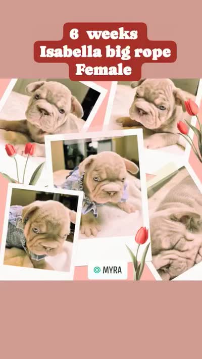 Mele New Shade male and female, a male French Bulldog for sale in Riverside, CA – 2 of 3