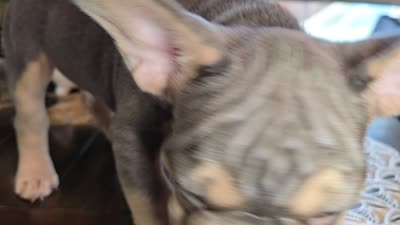 Bluey, a female French Bulldog for sale in Riverside, CA – 2 of 4