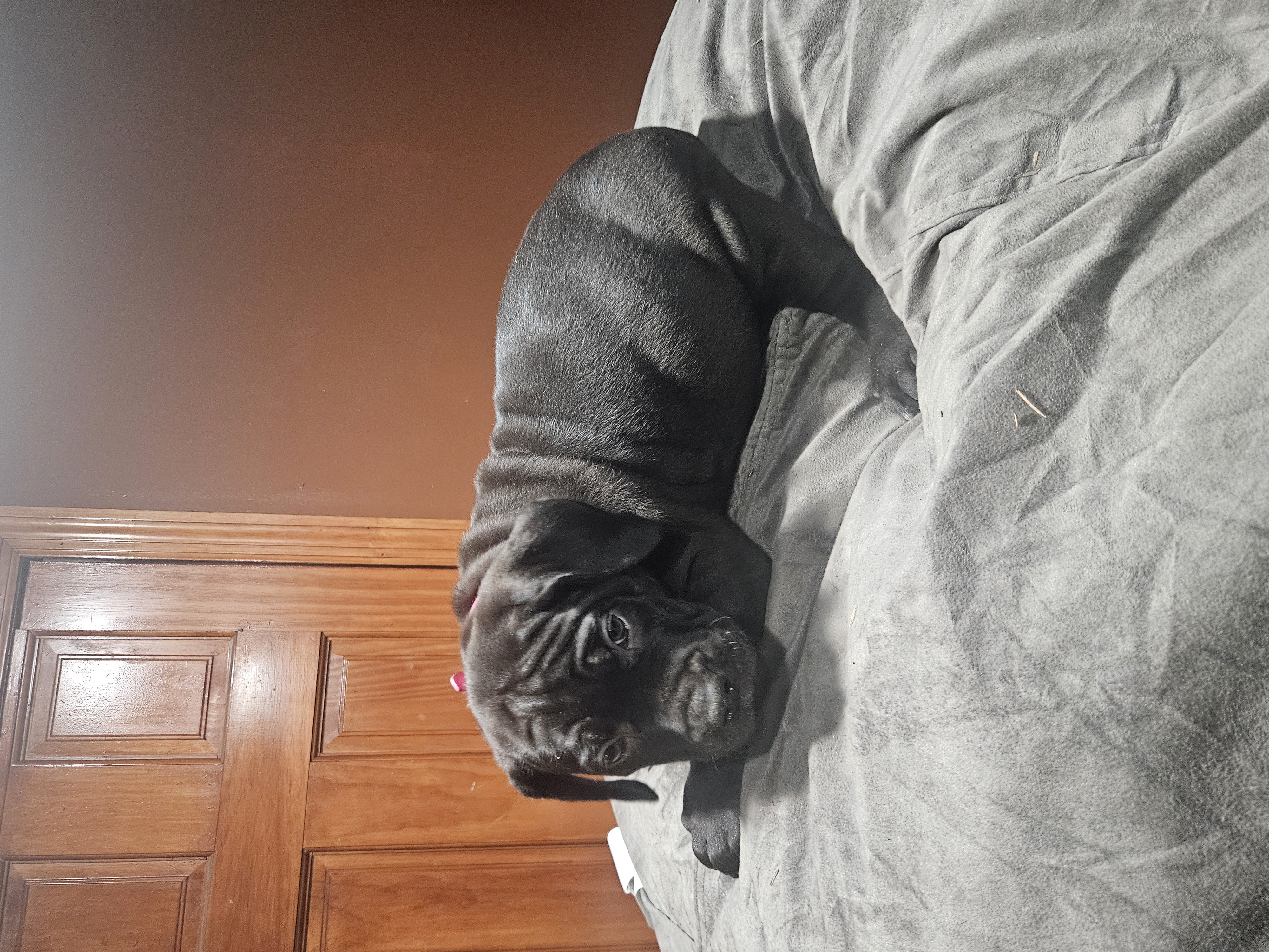 Pink Girl  – Boerboel puppy for sale in Saint Albans, NY