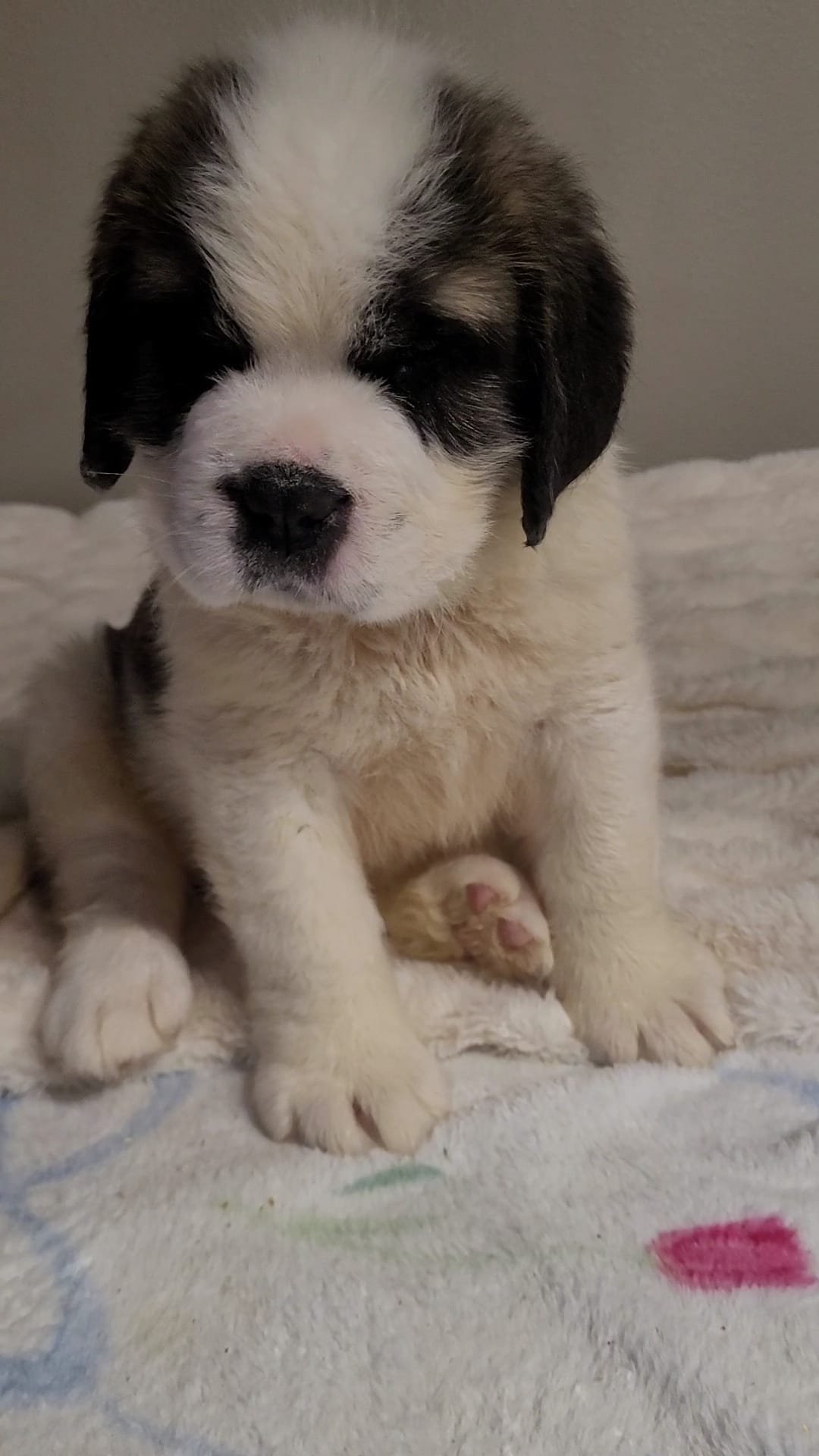 Snowbell – Saint Bernard puppy for sale in Brandon, SD