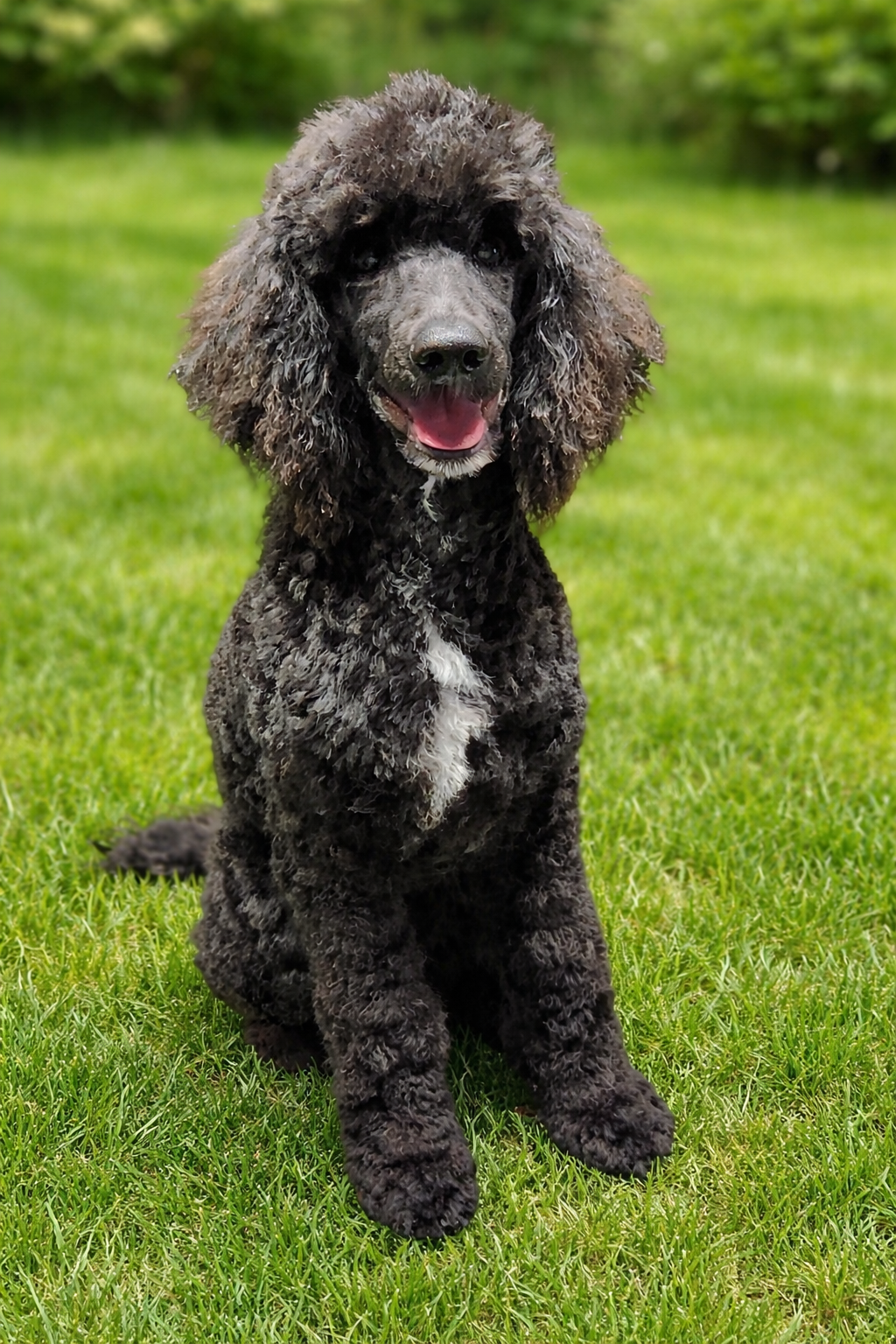 Cider – Poodle - Standard  puppy for sale in Mancelona, MI