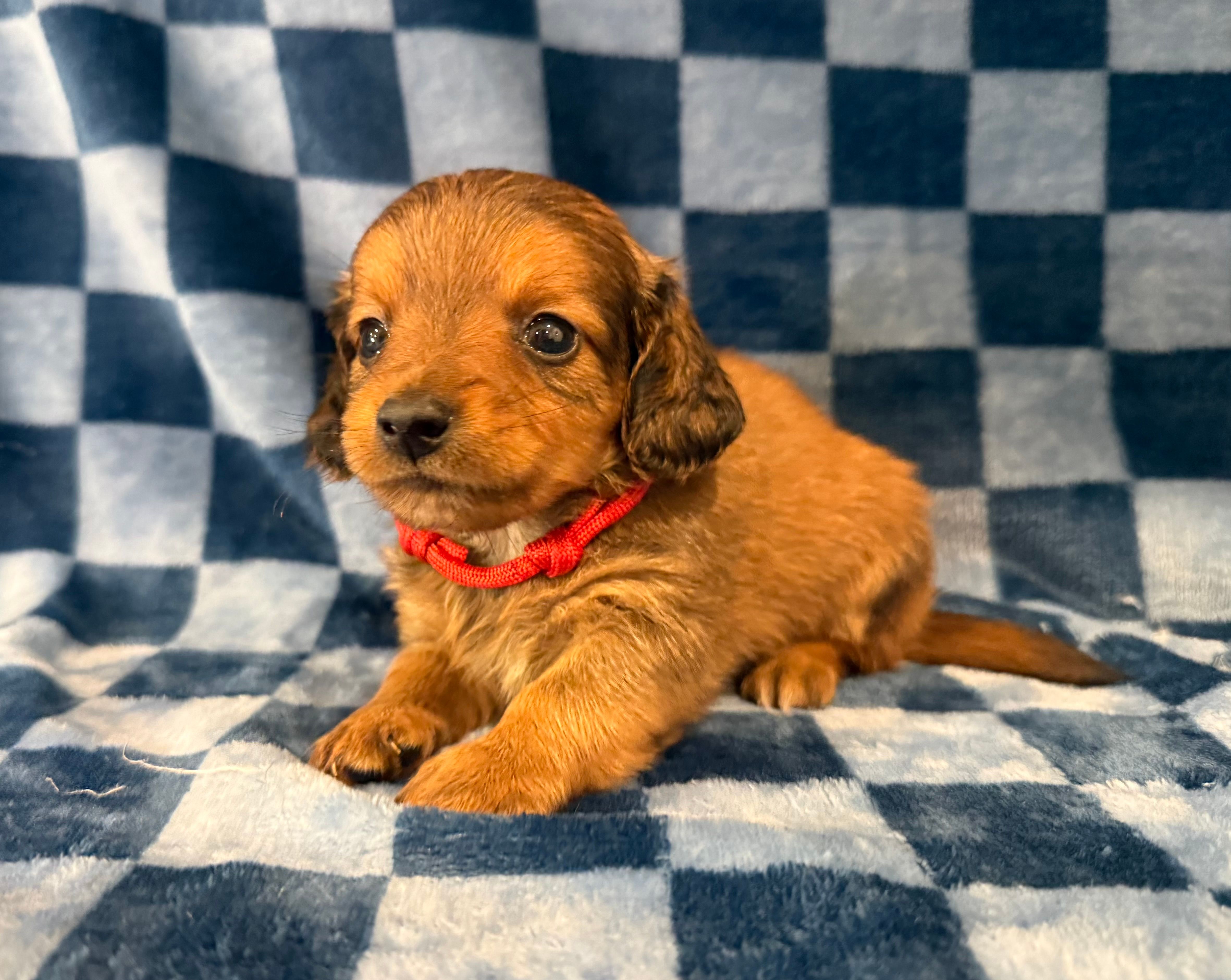 Cupid – Miniature Dachshund puppy for sale in Auburndale, FL